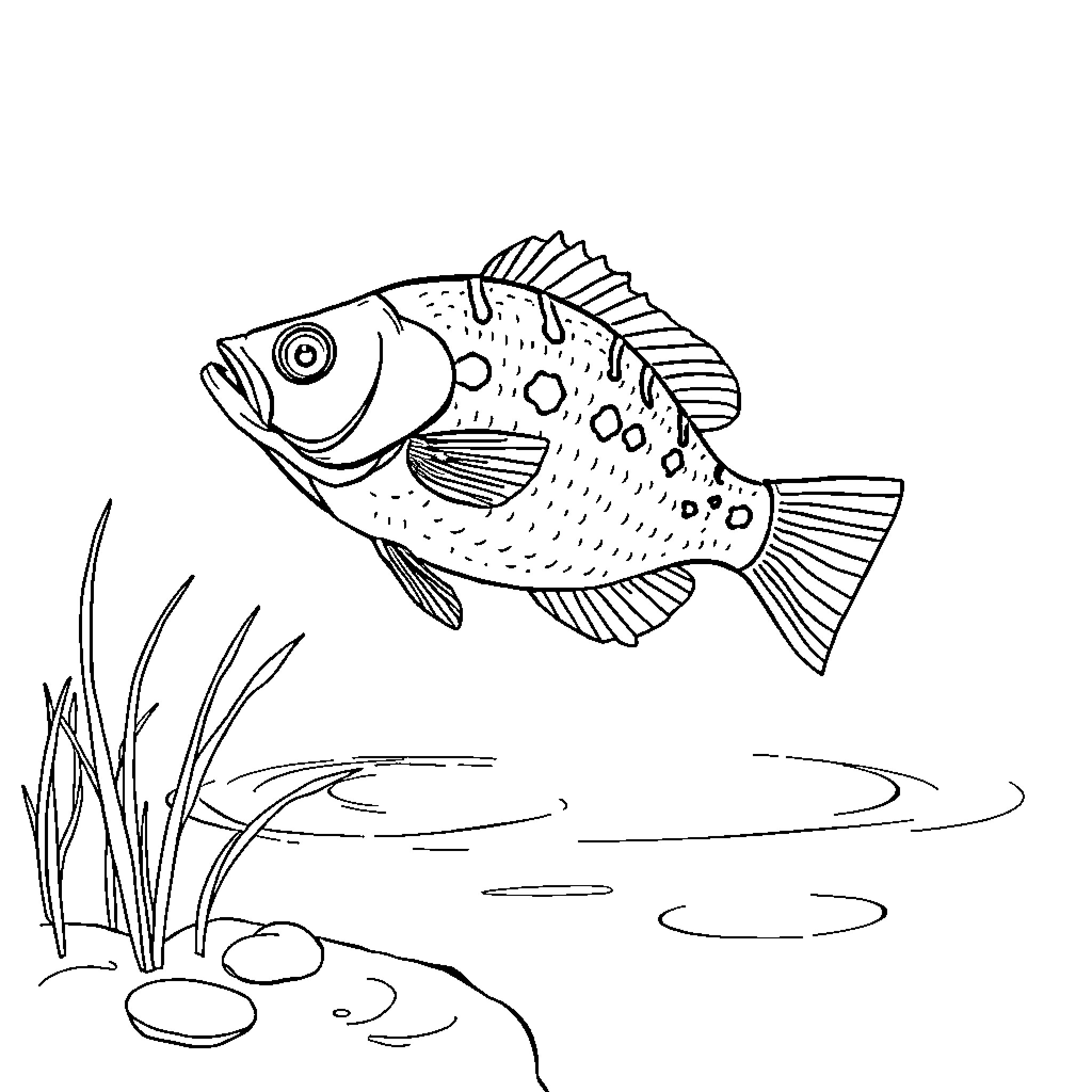 Bluegill swimming in underwater scenery Coloring Page (free black-and-white line drawing printable PDF for all, from beginners to advanced learners, including children, teens, adults, and seniors)