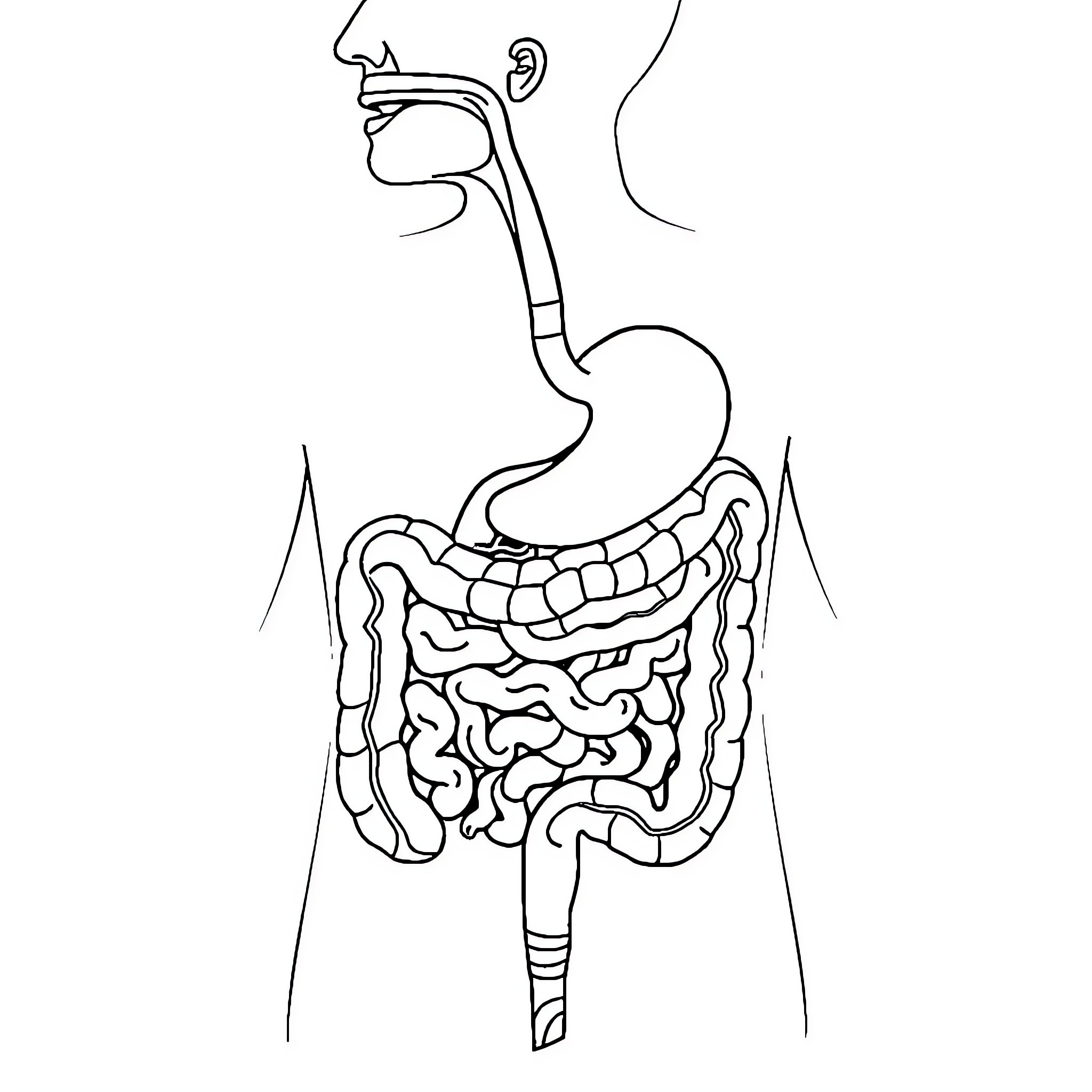 Digestive System Diagram Highlighting Anatomical Features Coloring Page (free black-and-white line drawing printable PDF for all, from beginners to advanced learners, including children, teens, adults, and seniors)