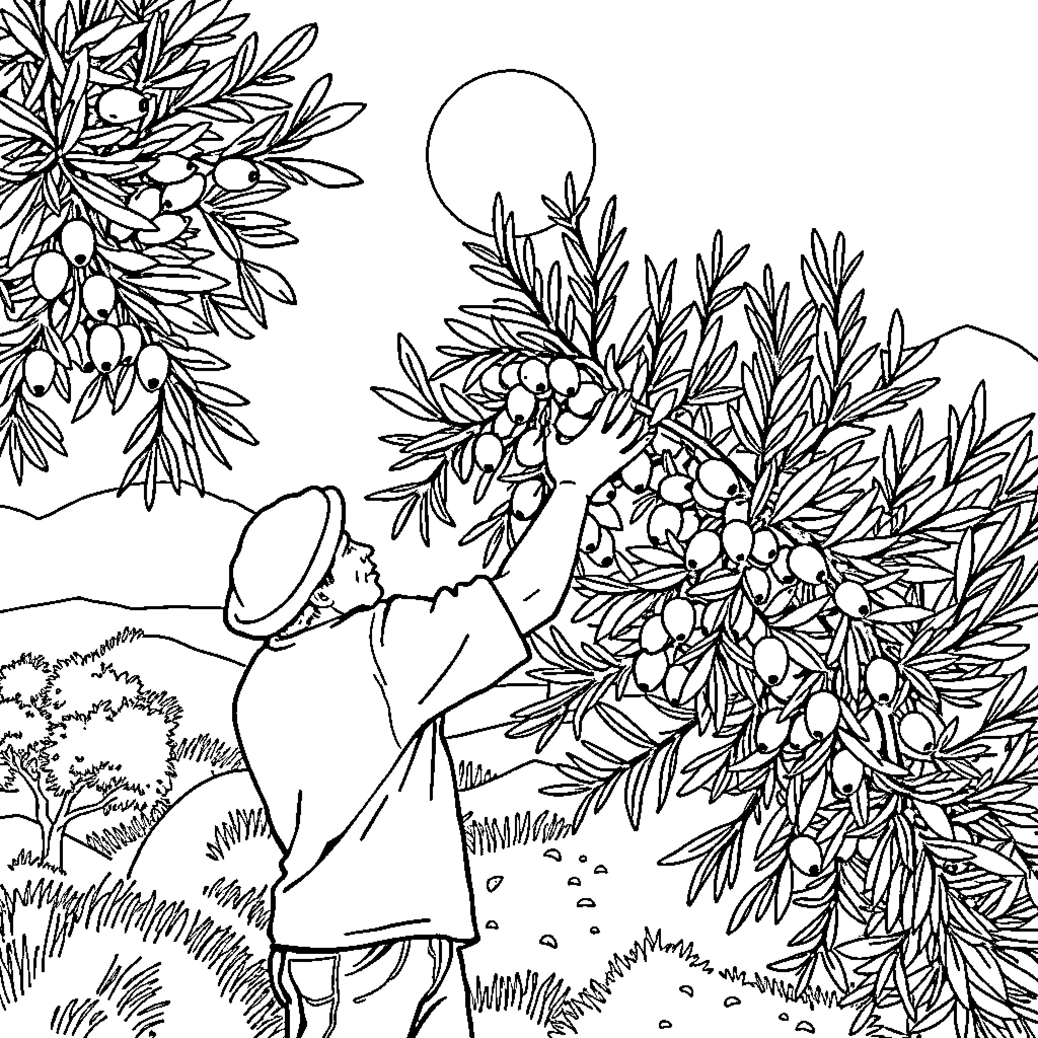 Olive picking olives from tree in serene countryside Coloring Page (free black-and-white line drawing printable PDF for all, from beginners to advanced learners, including children, teens, adults, and seniors)