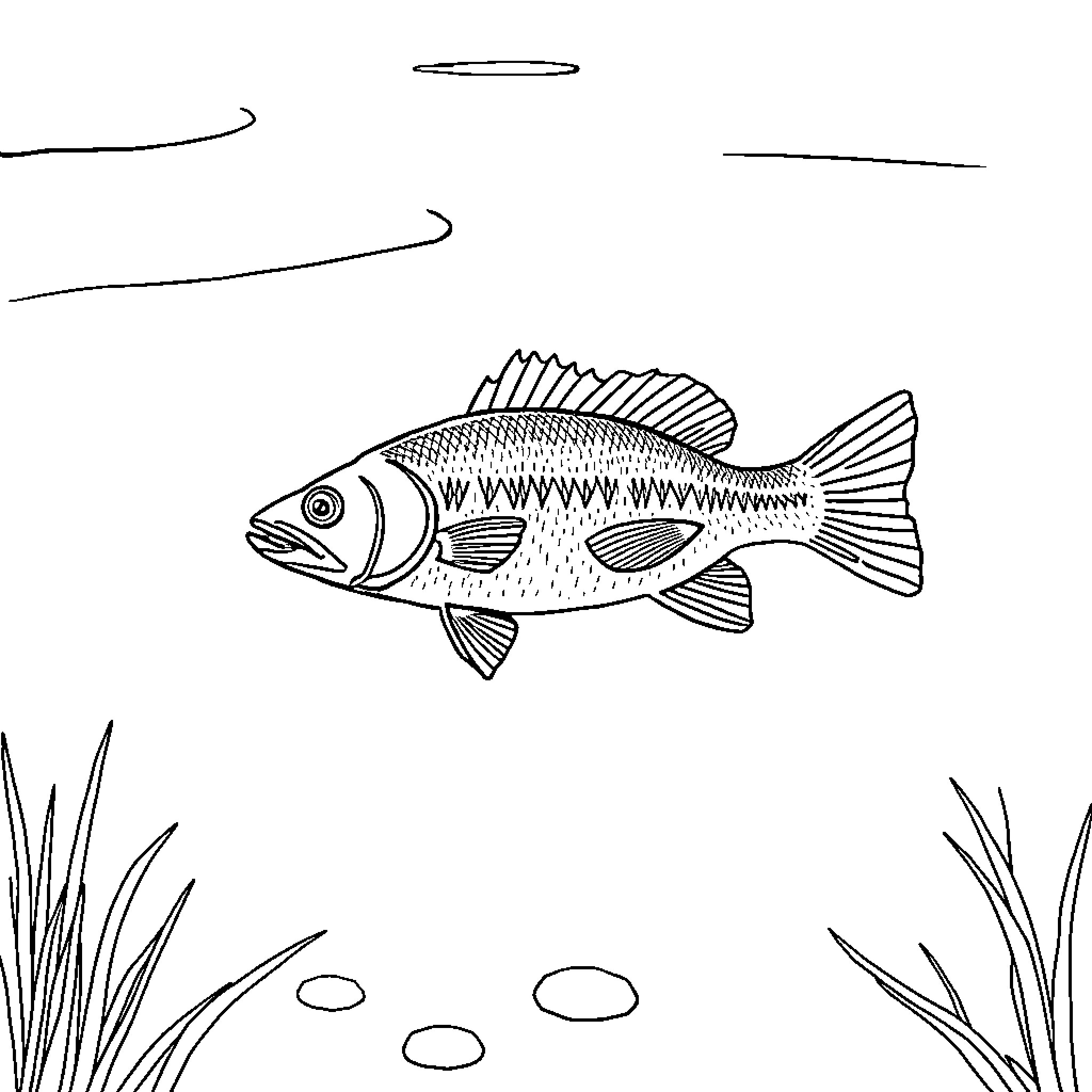 Yellow Perch swimming in the underwater scene Coloring Page (free black-and-white line drawing printable PDF for all, from beginners to advanced learners, including children, teens, adults, and seniors)