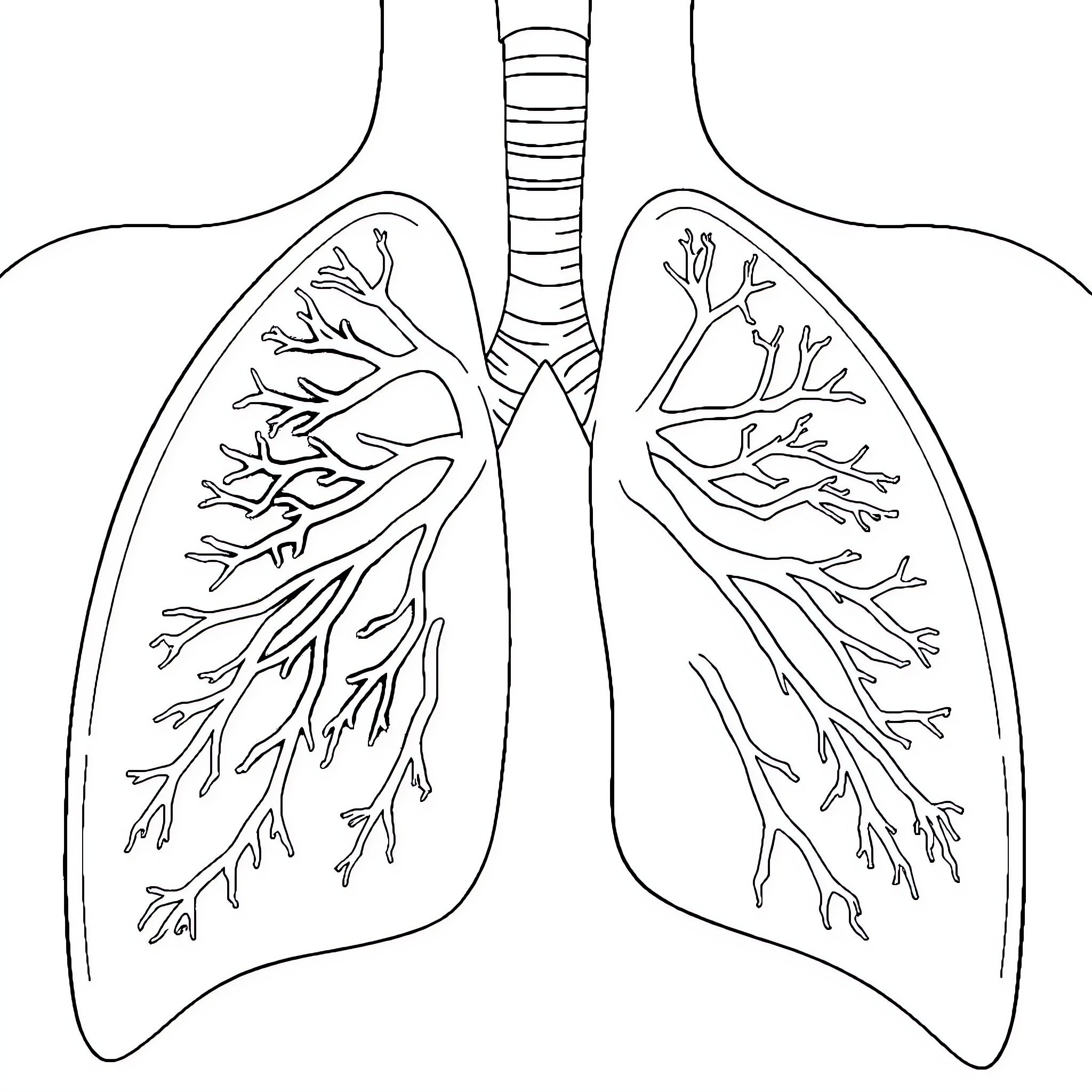 Bronchial Tree displaying complex respiratory system Coloring Page (free black-and-white line drawing printable PDF for all, from beginners to advanced learners, including children, teens, adults, and seniors)