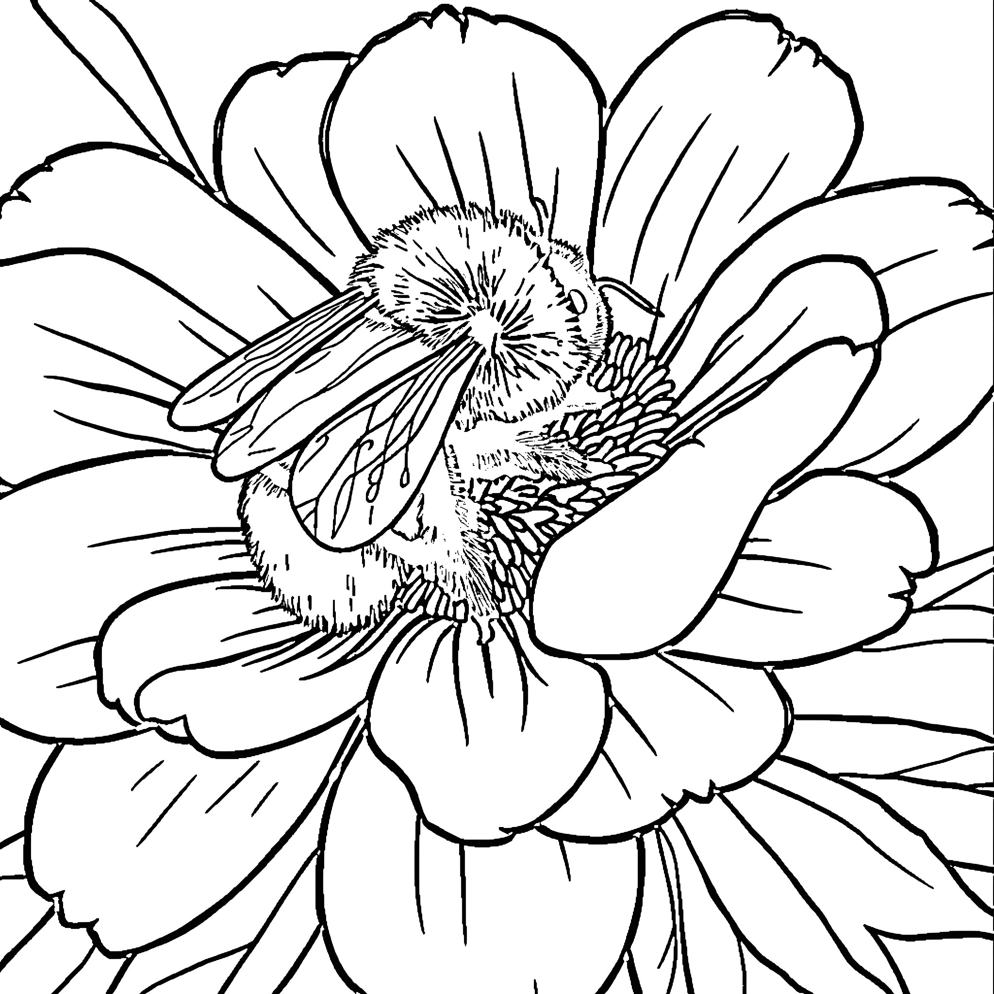 Bumblebee pollinating a vibrant flower Coloring Page (free black-and-white line drawing printable PDF for all, from beginners to advanced learners, including children, teens, adults, and seniors)