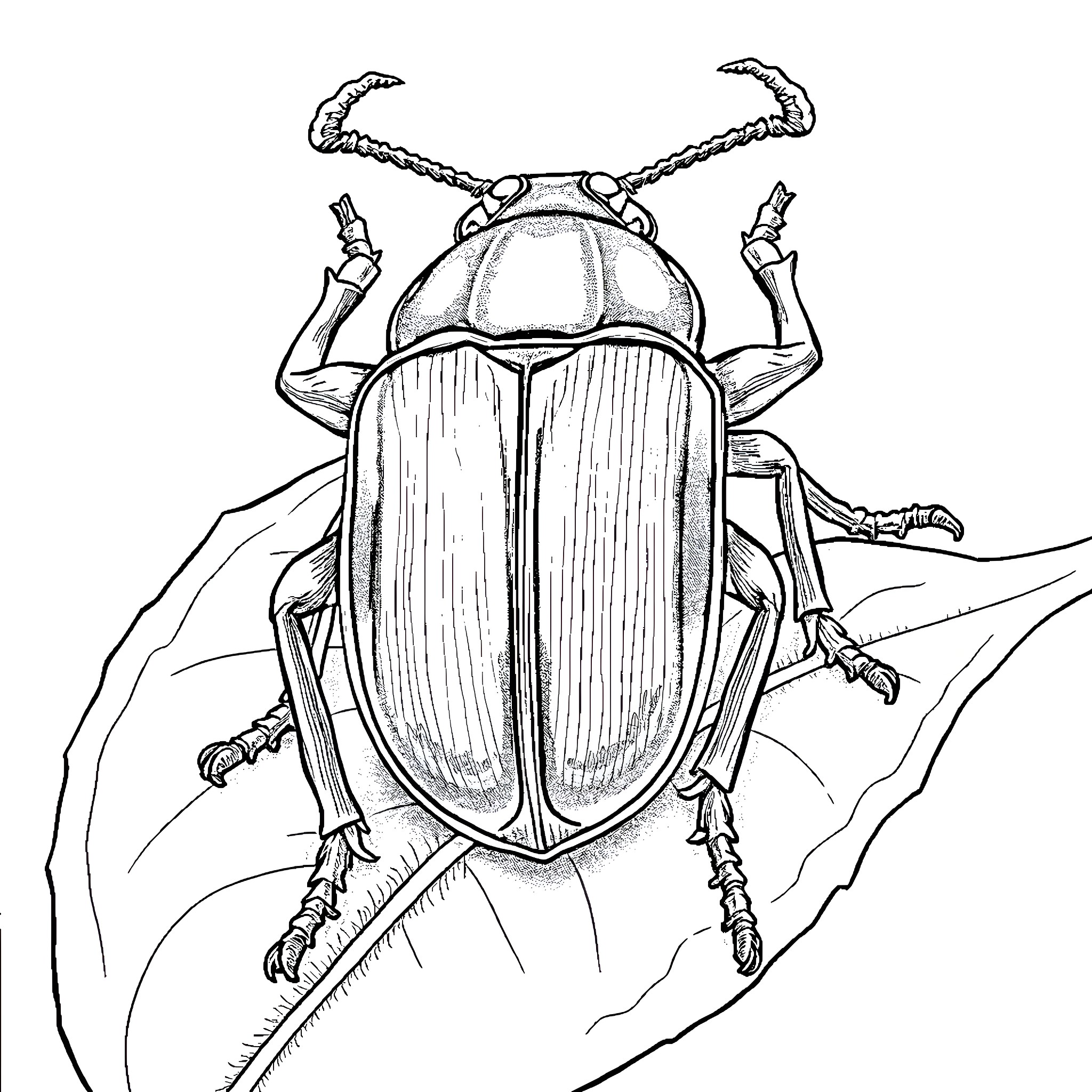 Goliath Beetle crawling on a surface Coloring Page (free black-and-white line drawing printable PDF for all, from beginners to advanced learners, including children, teens, adults, and seniors)
