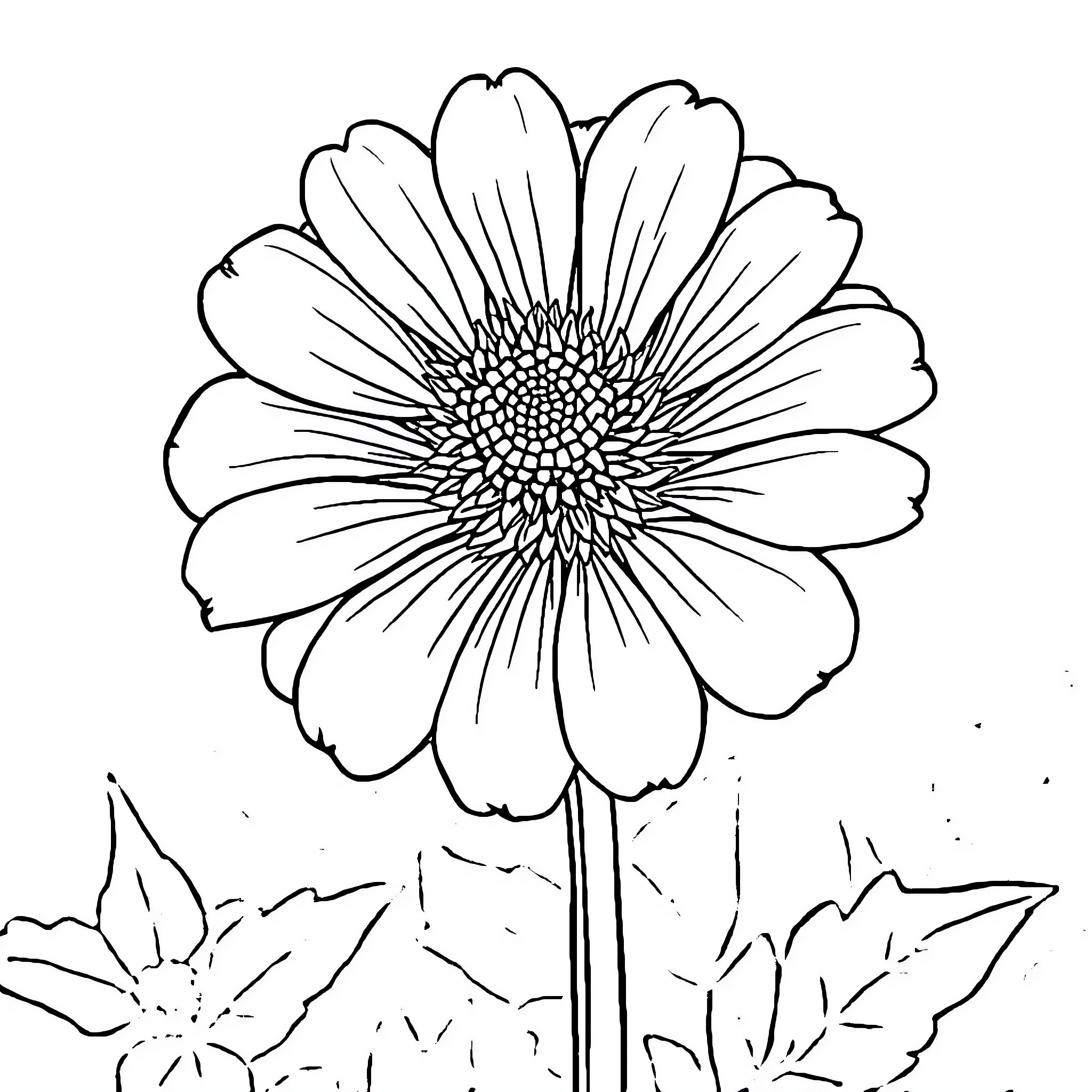 Zinnia Flower in Bloom Coloring Page (free black-and-white line drawing printable PDF for all, from beginners to advanced learners, including children, teens, adults, and seniors)