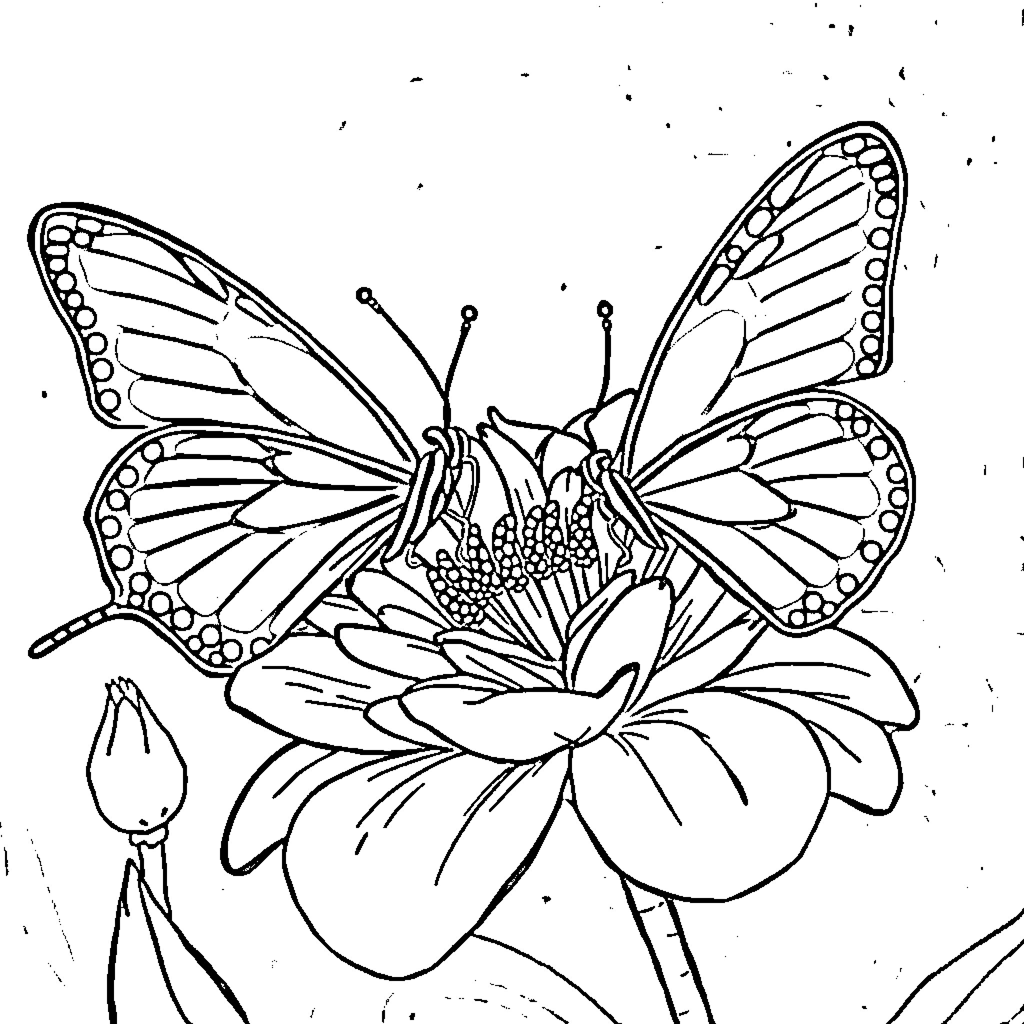 Butterfly resting on a colorful flower Coloring Page (free black-and-white line drawing printable PDF for all, from beginners to advanced learners, including children, teens, adults, and seniors)