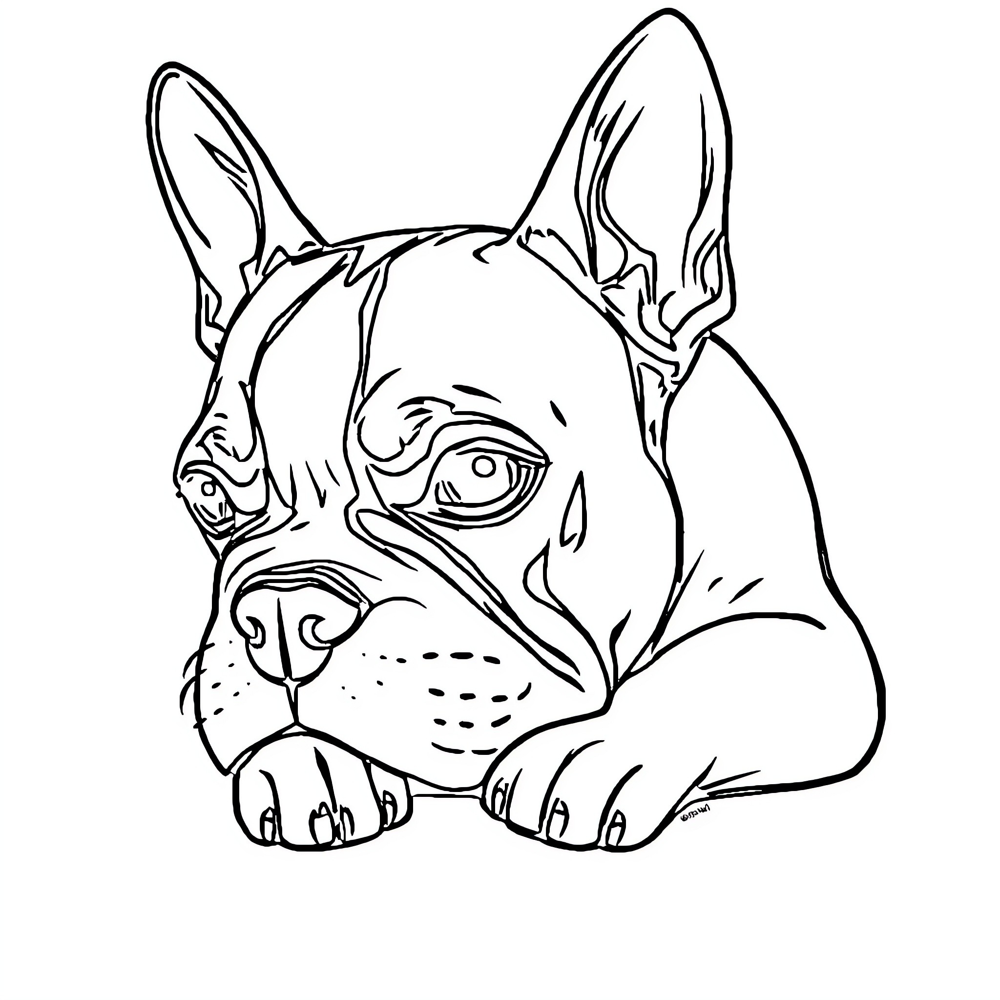 Boston Terrier pup gazing intently Coloring Page (free black-and-white line drawing printable PDF for all, from beginners to advanced learners, including children, teens, adults, and seniors)