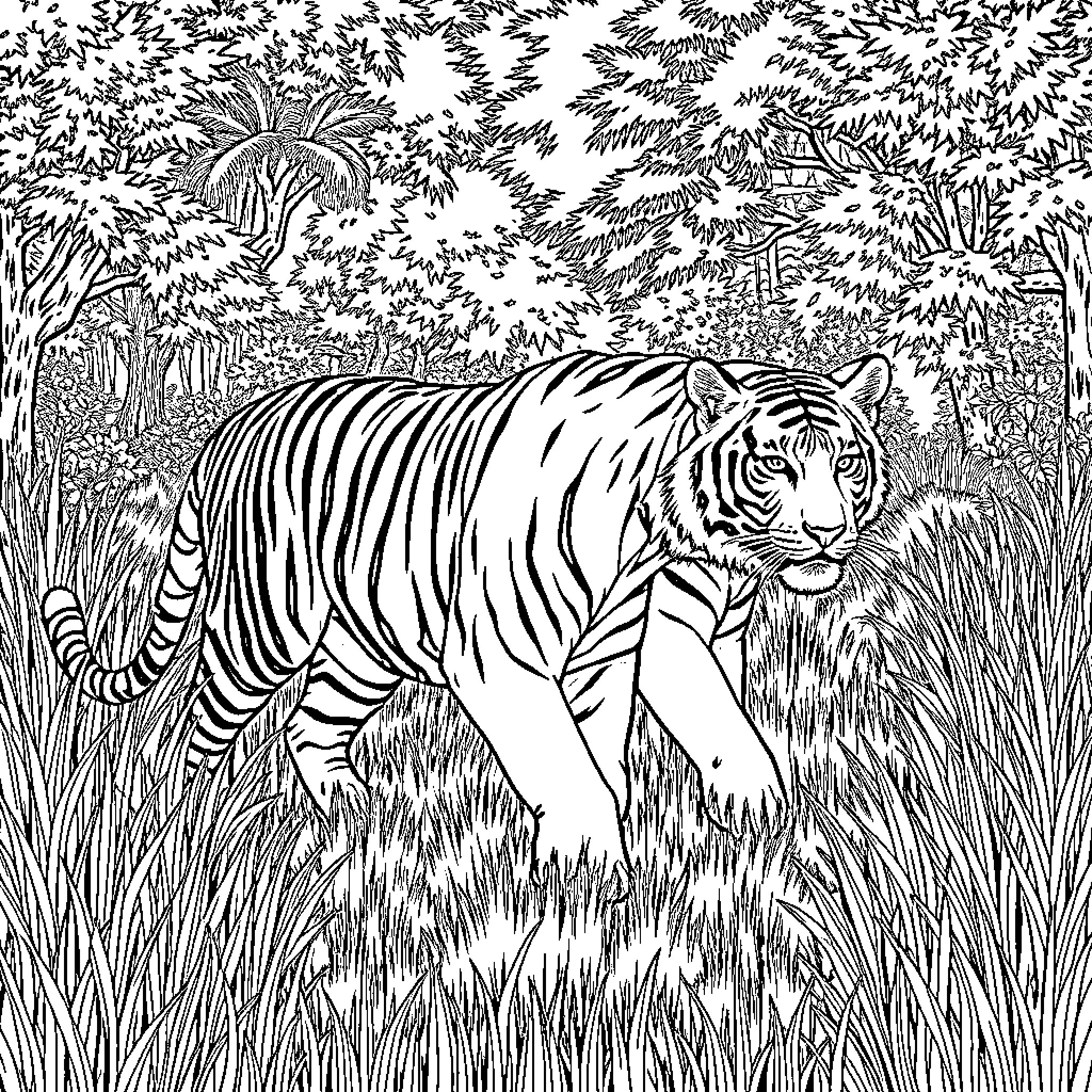 Tiger stalking through the dense jungle Coloring Page (free black-and-white line drawing printable PDF for all, from beginners to advanced learners, including children, teens, adults, and seniors)