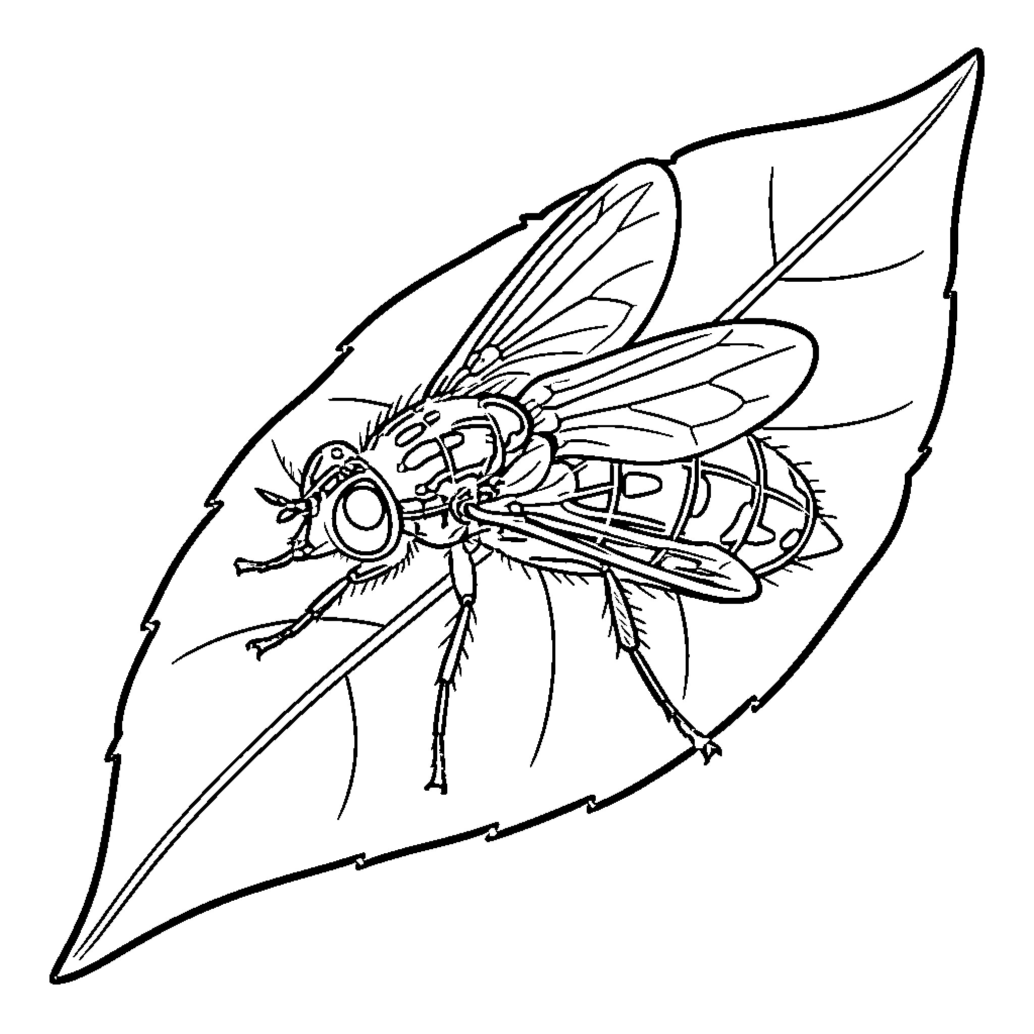 Fly resting on leaf in black and white Coloring Page (free black-and-white line drawing printable PDF for all, from beginners to advanced learners, including children, teens, adults, and seniors)