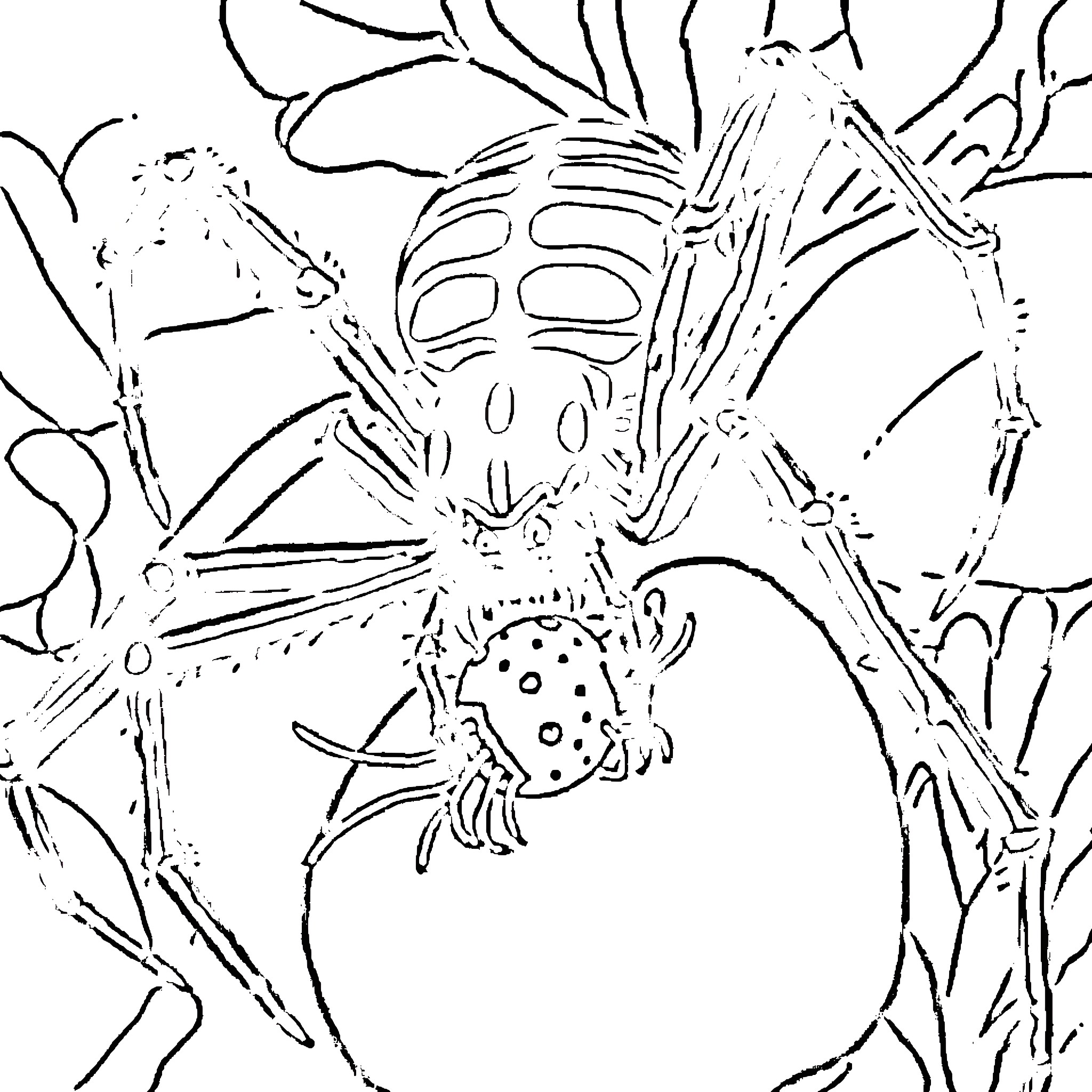 Black Widow Spider in Action Coloring Page (free black-and-white line drawing printable PDF for all, from beginners to advanced learners, including children, teens, adults, and seniors)
