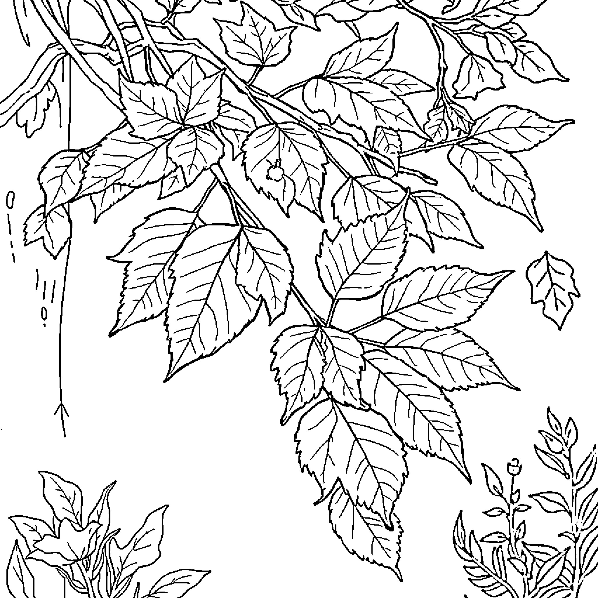 Autumn Leaves Blooming Beautifully Coloring Page (free black-and-white line drawing printable PDF for all, from beginners to advanced learners, including children, teens, adults, and seniors)