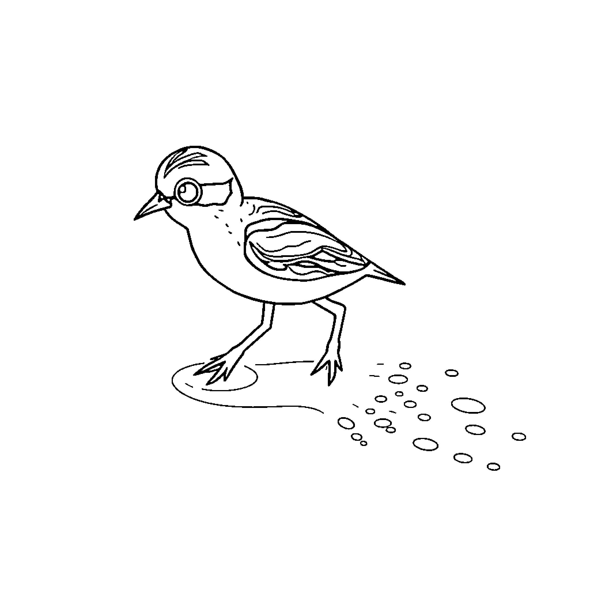 Araña bird exploring its surroundings Coloring Page (free black-and-white line drawing printable PDF for all, from beginners to advanced learners, including children, teens, adults, and seniors)