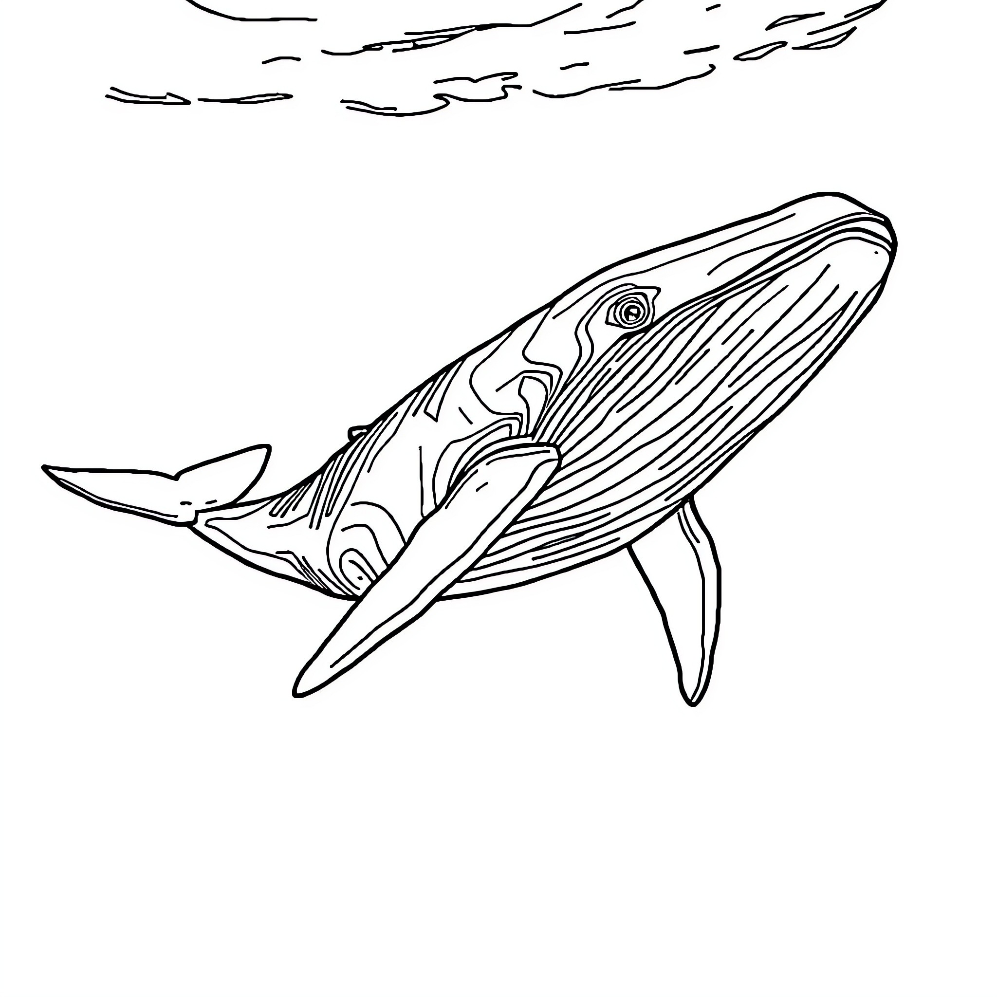 Whale swimming gracefully in the ocean Coloring Page (free black-and-white line drawing printable PDF for all, from beginners to advanced learners, including children, teens, adults, and seniors)