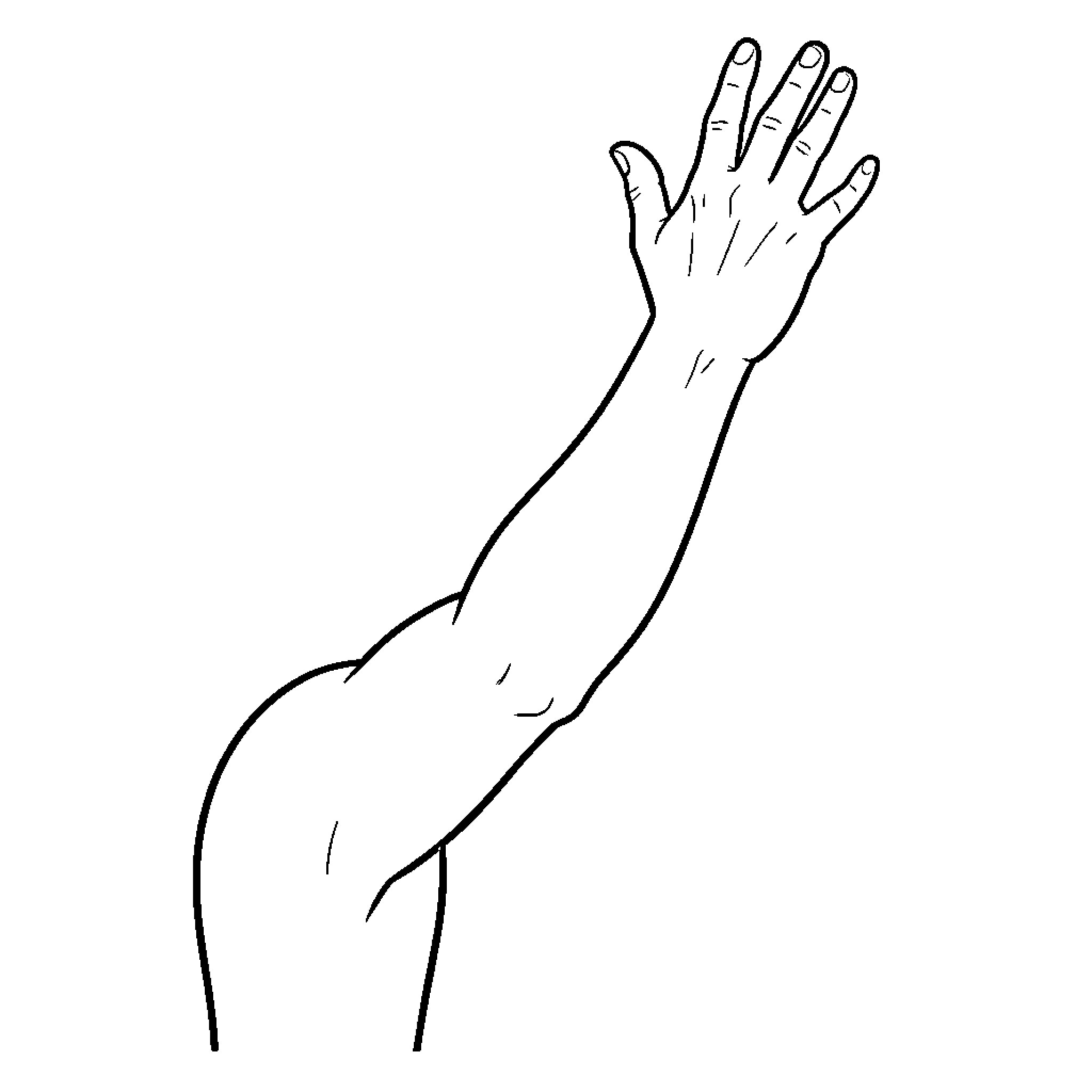 Cuerpo Humano showing outstretched hand Coloring Page (free black-and-white line drawing printable PDF for all, from beginners to advanced learners, including children, teens, adults, and seniors)