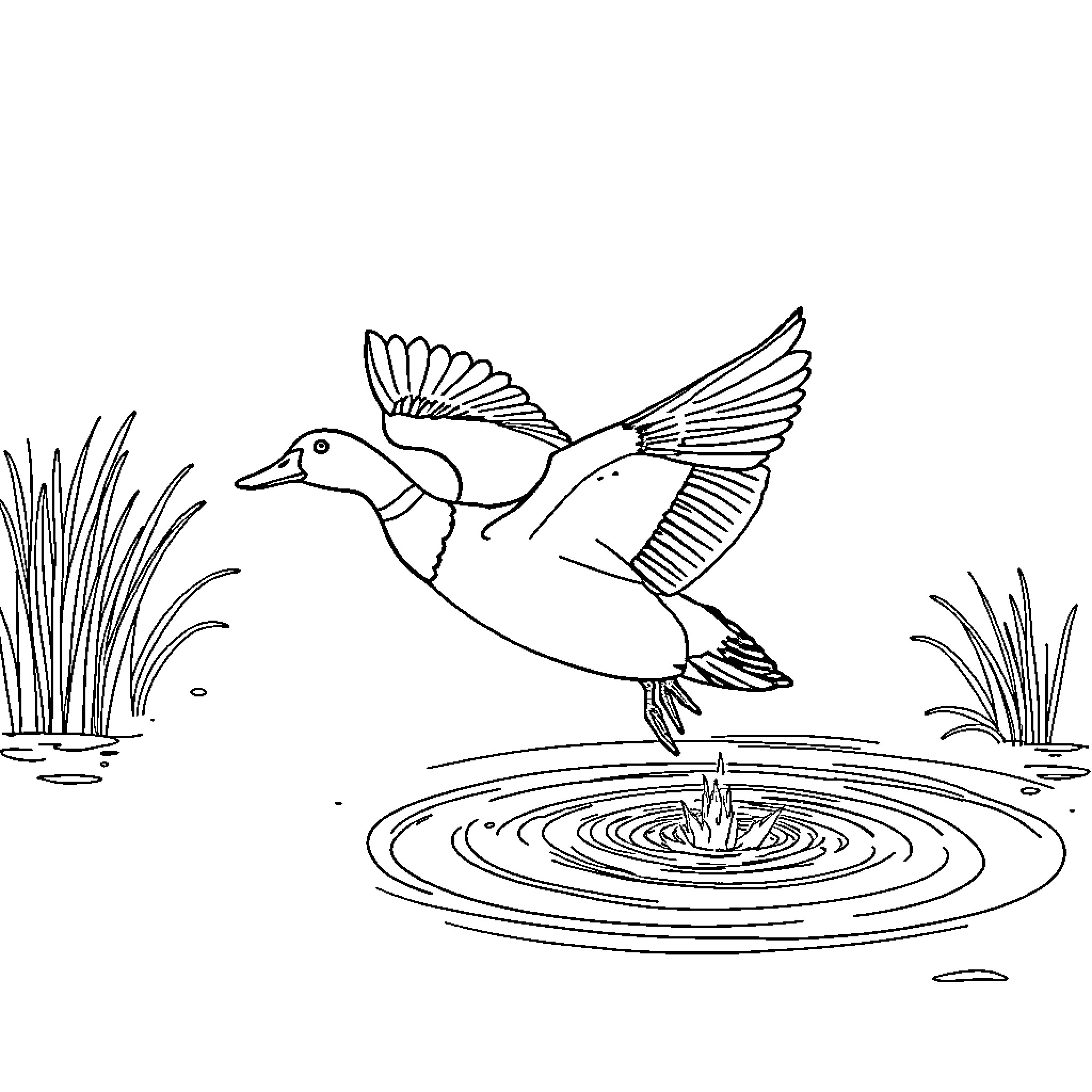 Mallard Duck flying above pond Coloring Page (free black-and-white line drawing printable PDF for all, from beginners to advanced learners, including children, teens, adults, and seniors)