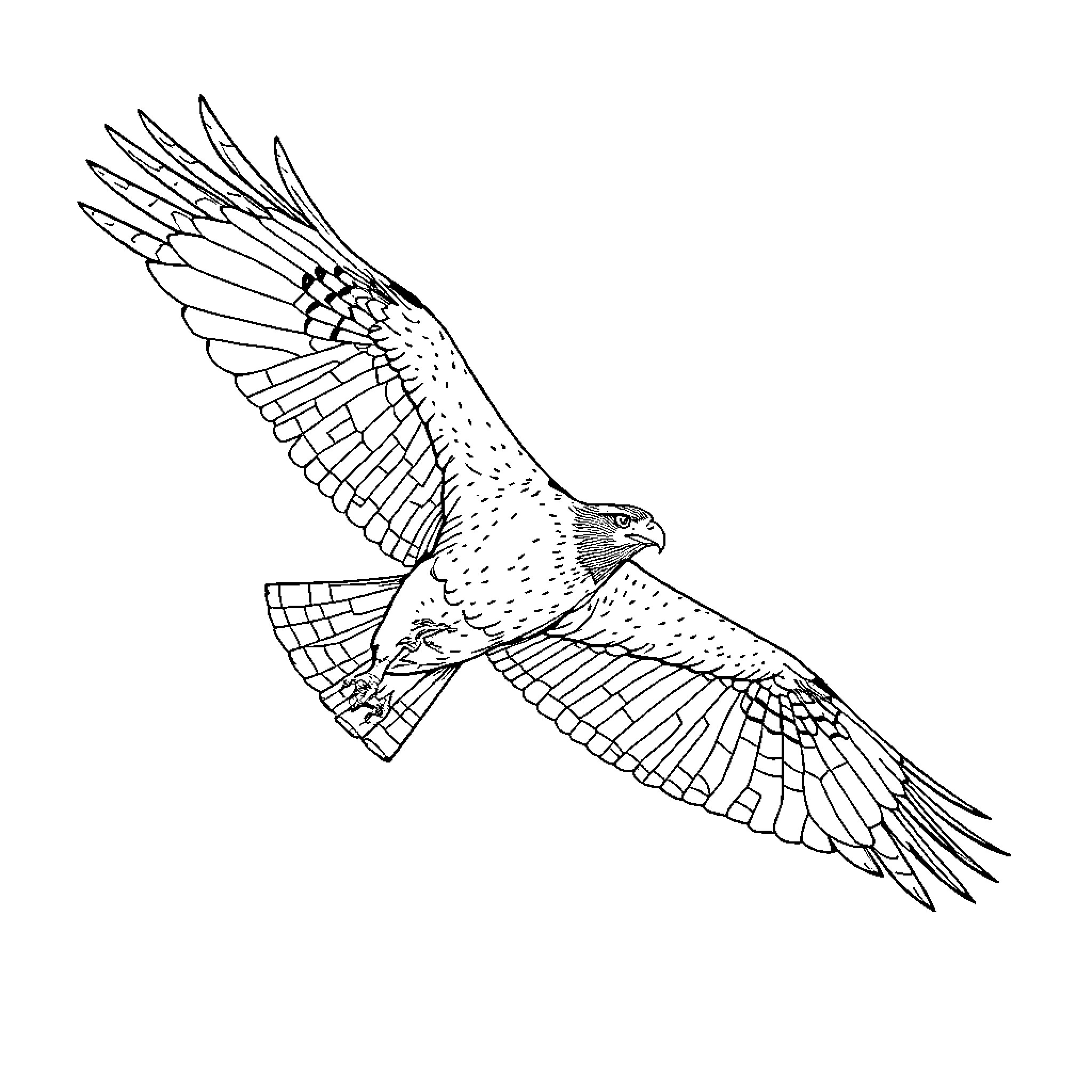 Hawk soaring gracefully in the sky Coloring Page (free black-and-white line drawing printable PDF for all, from beginners to advanced learners, including children, teens, adults, and seniors)