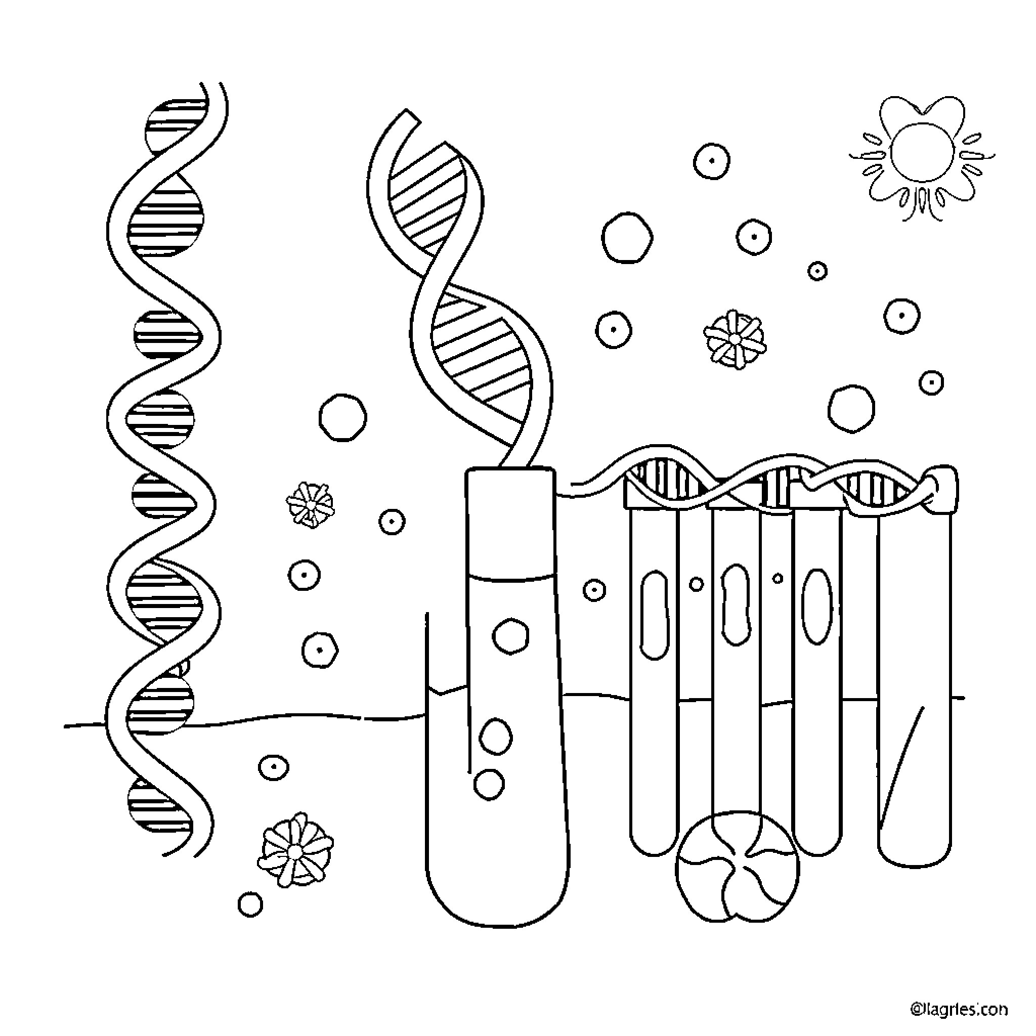 Polymerase enzymatic activity and DNA structure Coloring Page (free black-and-white line drawing printable PDF for all, from beginners to advanced learners, including children, teens, adults, and seniors)
