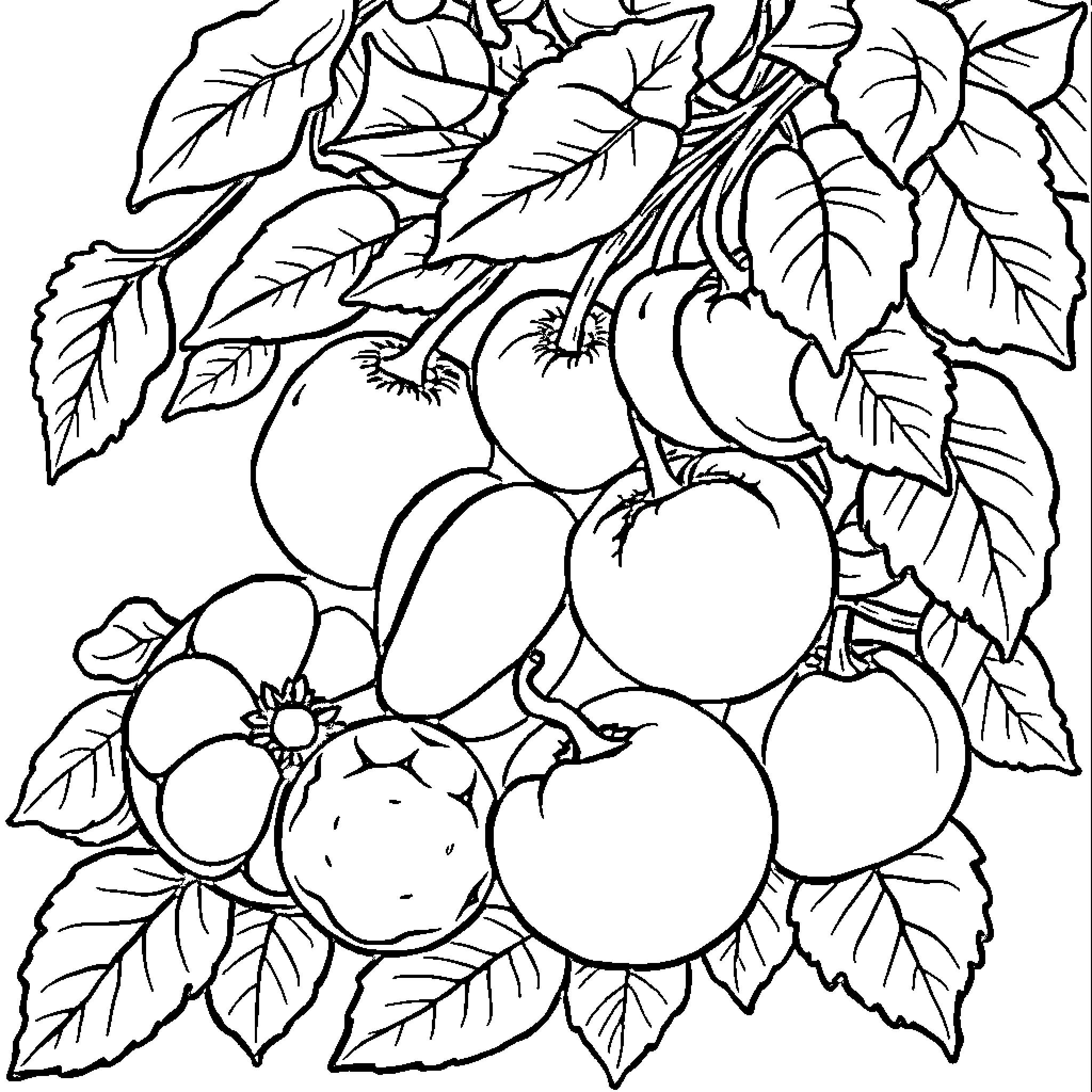 Fruit Harvest Illustration Coloring Page (free black-and-white line drawing printable PDF for all, from beginners to advanced learners, including children, teens, adults, and seniors)