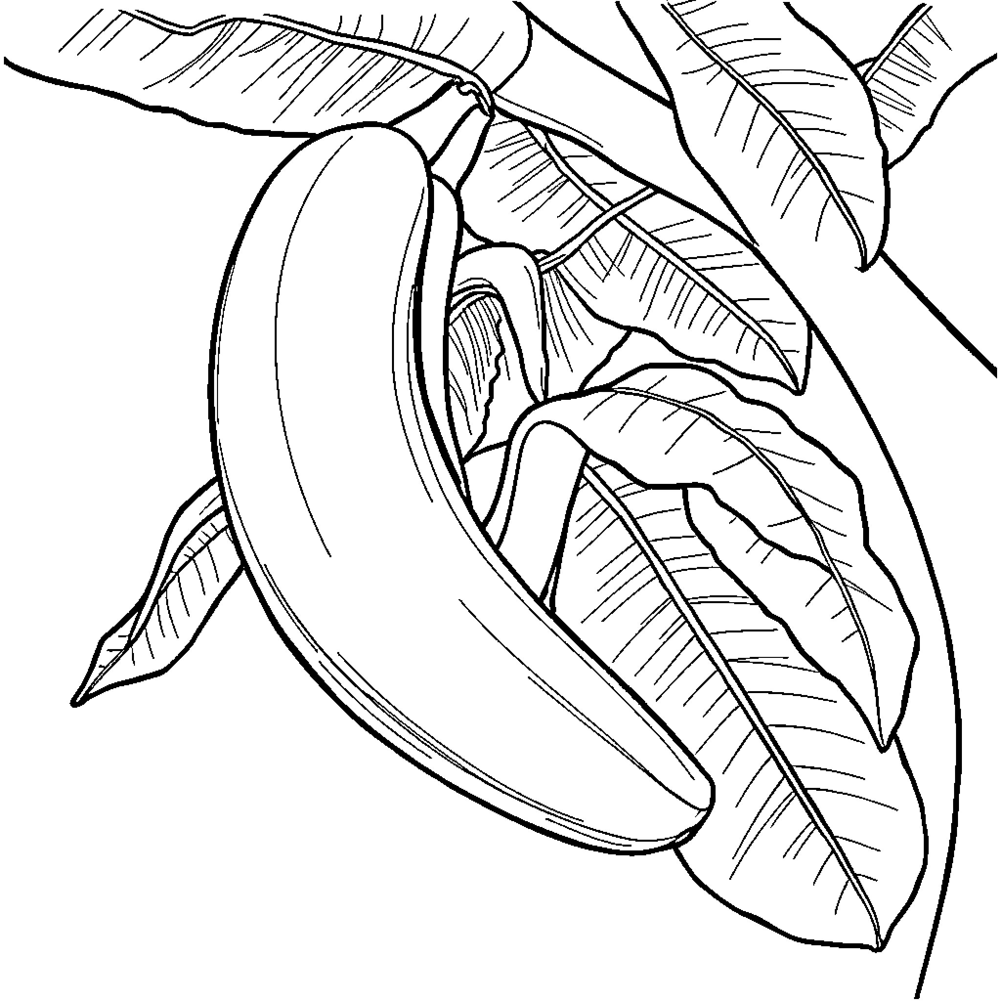 Banana hanging among tropical leaves Coloring Page (free black-and-white line drawing printable PDF for all, from beginners to advanced learners, including children, teens, adults, and seniors)