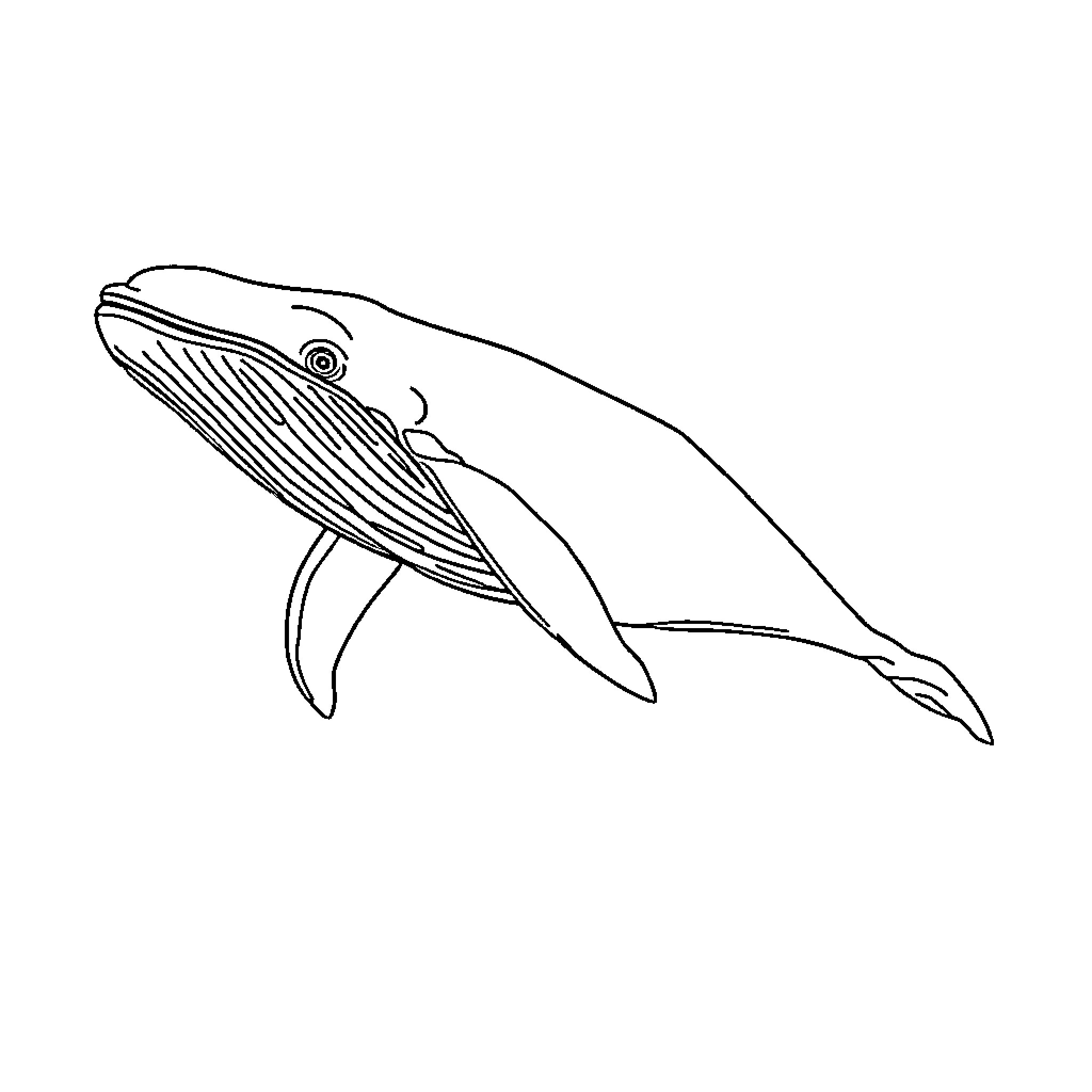 Whale swimming gracefully through the ocean Coloring Page (free black-and-white line drawing printable PDF for all, from beginners to advanced learners, including children, teens, adults, and seniors)
