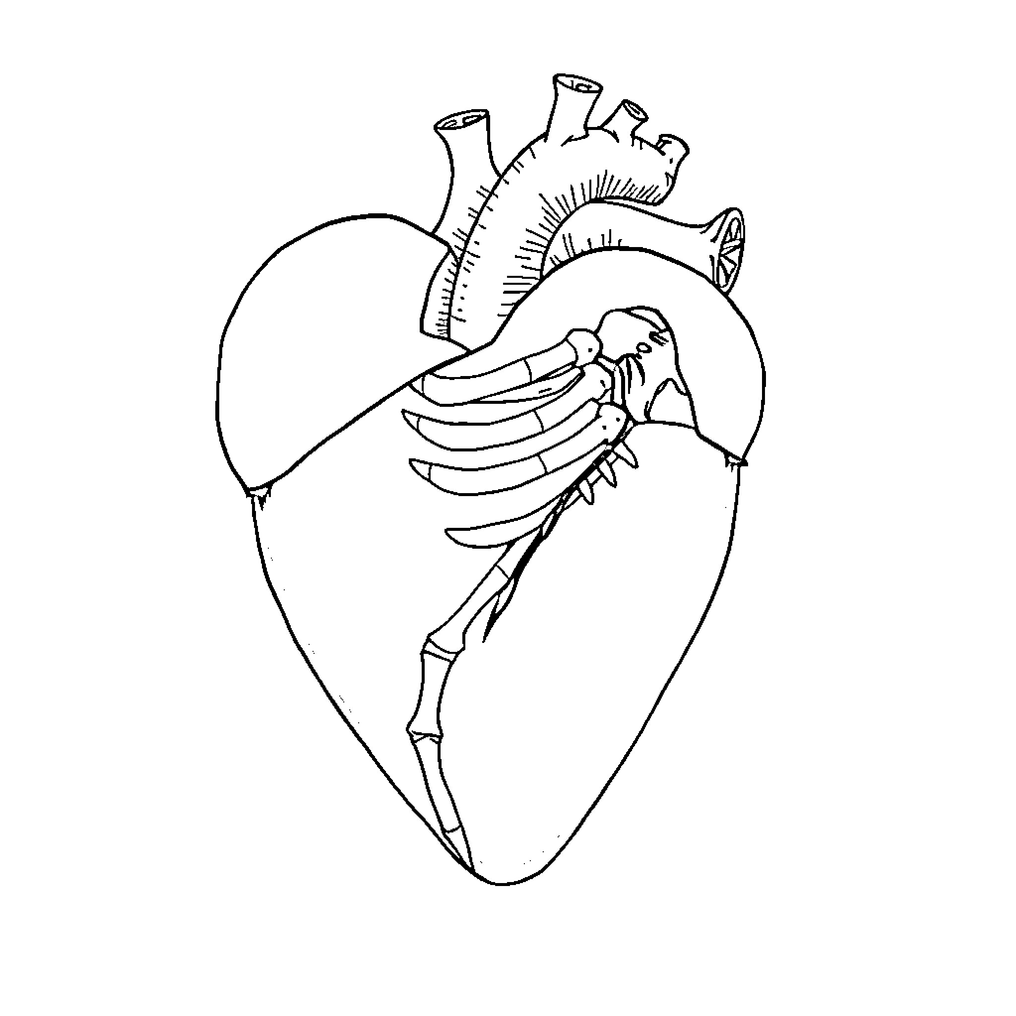 Heart Anatomy Sketch Coloring Page (free black-and-white line drawing printable PDF for all, from beginners to advanced learners, including children, teens, adults, and seniors)