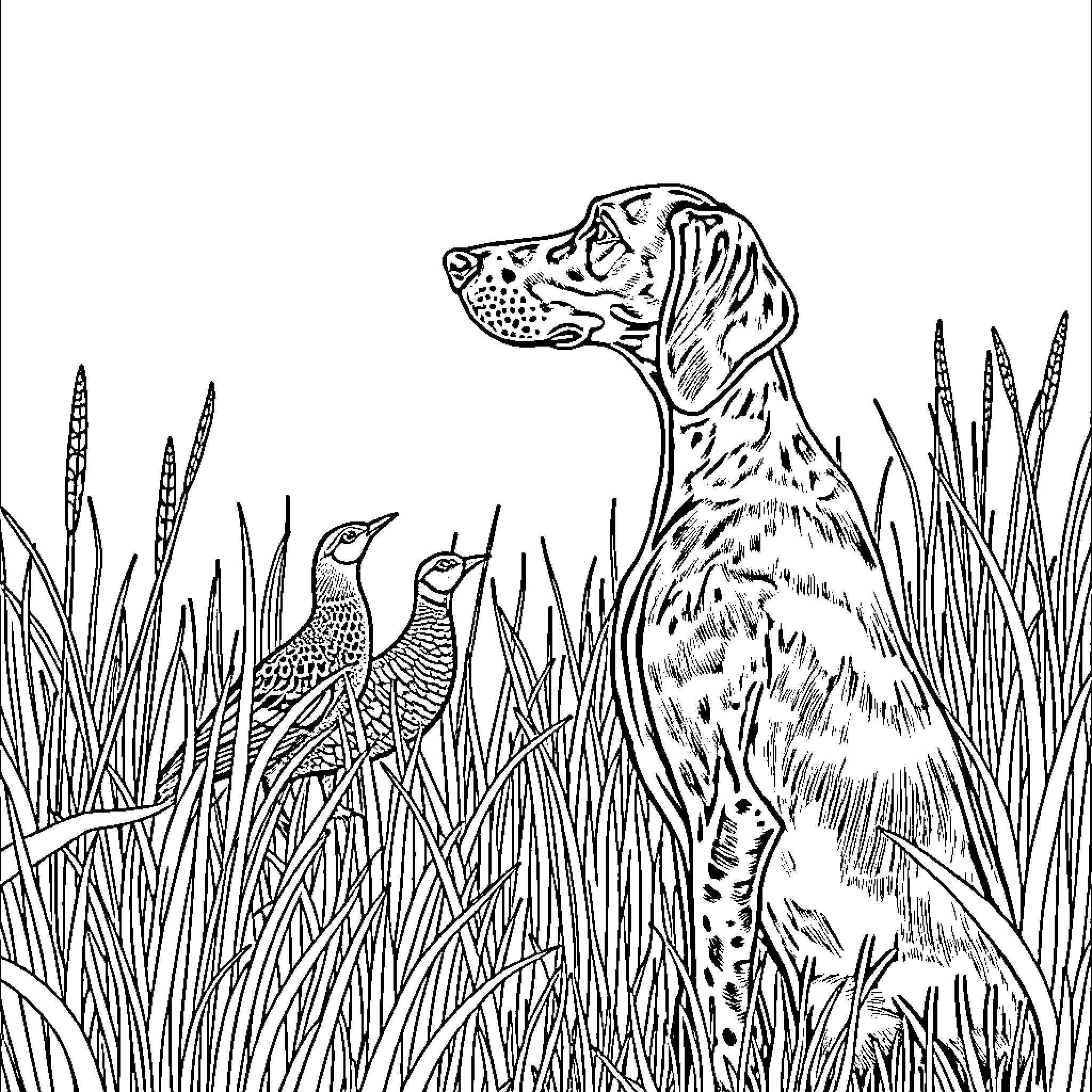 Pointer dog observing birds in the meadow Coloring Page (free black-and-white line drawing printable PDF for all, from beginners to advanced learners, including children, teens, adults, and seniors)