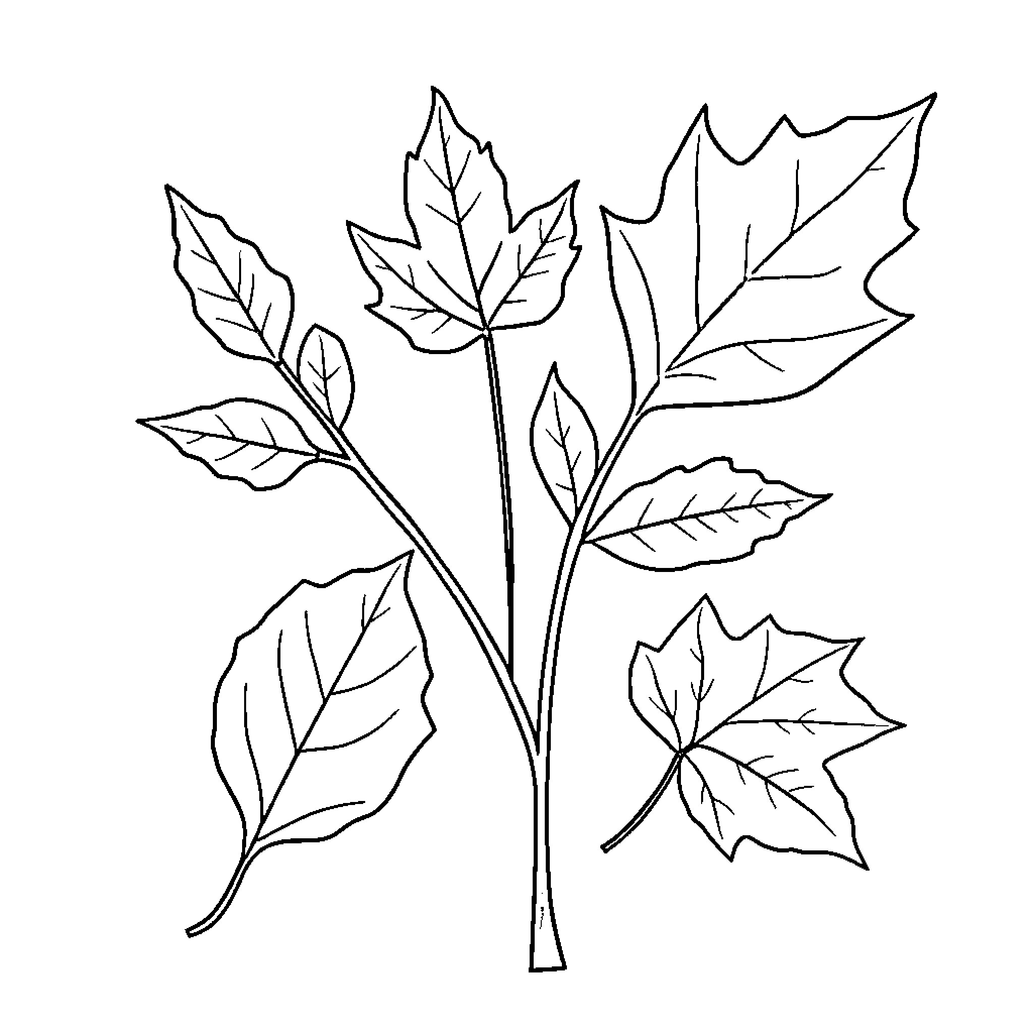 Leaf Arrangement with Diverse Foliage Coloring Page (free black-and-white line drawing printable PDF for all, from beginners to advanced learners, including children, teens, adults, and seniors)