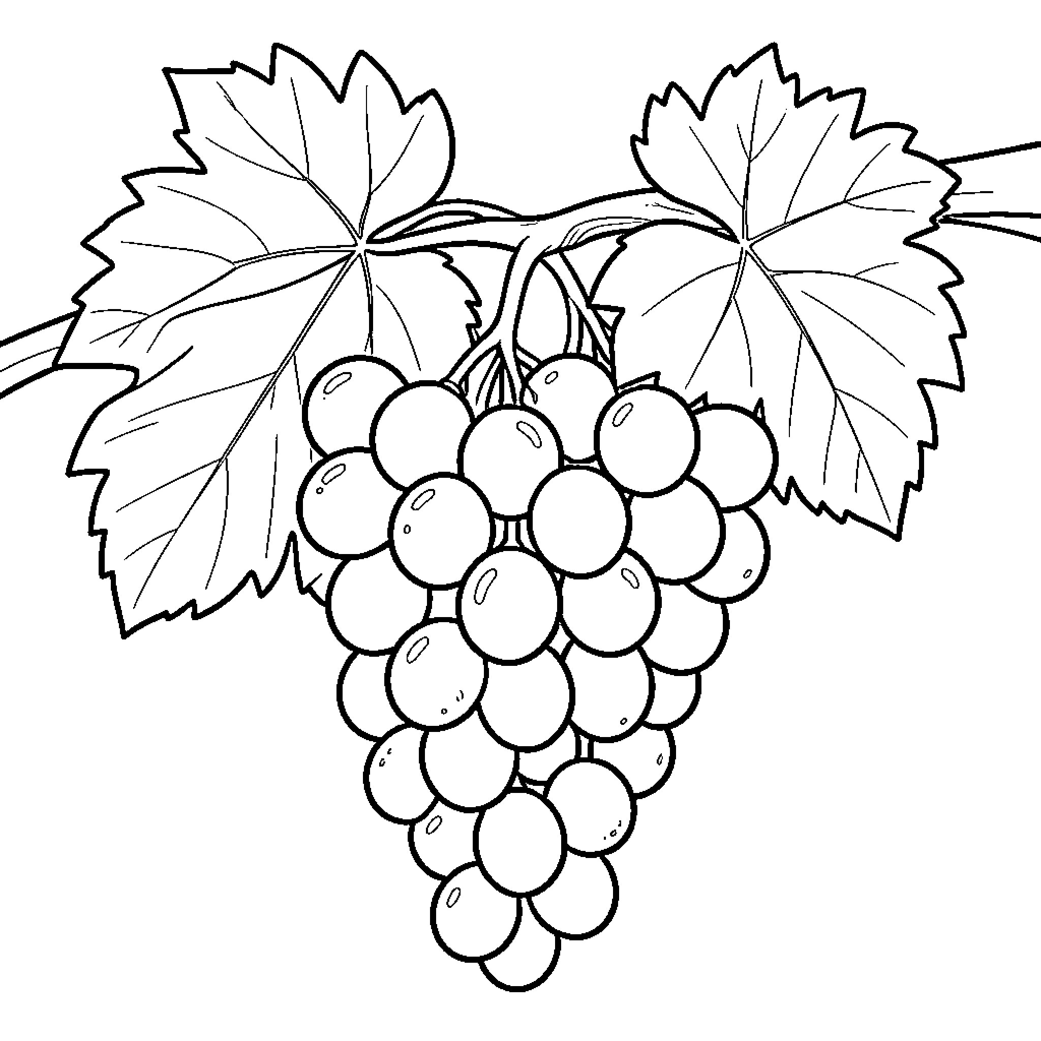 Grapes hanging from a leafy vine branch Coloring Page (free black-and-white line drawing printable PDF for all, from beginners to advanced learners, including children, teens, adults, and seniors)