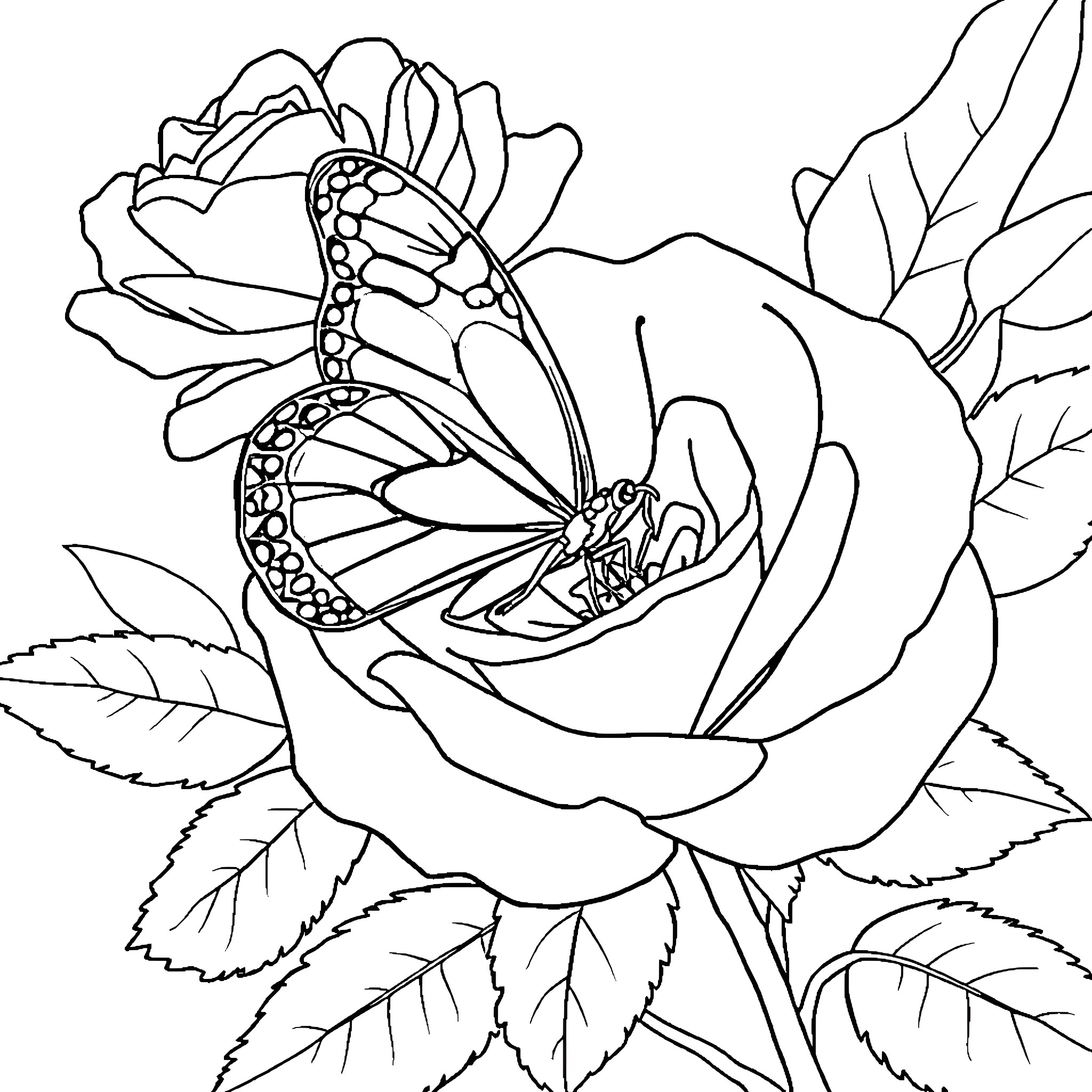 Butterfly resting on a beautiful rose Coloring Page (free black-and-white line drawing printable PDF for all, from beginners to advanced learners, including children, teens, adults, and seniors)