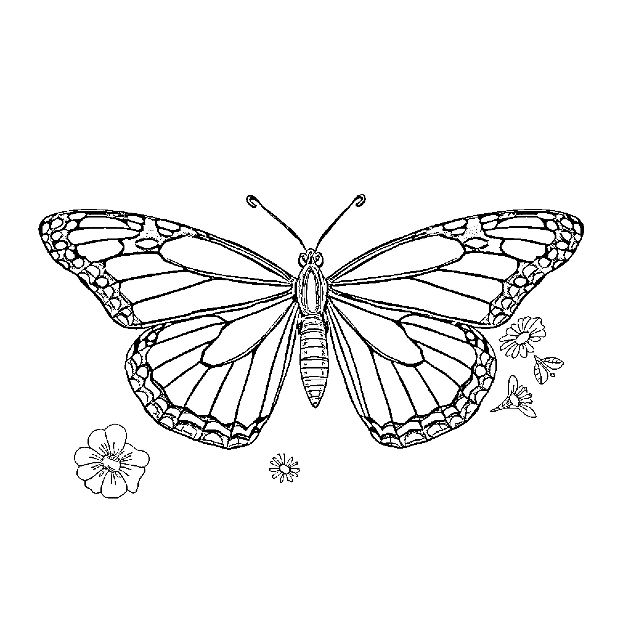 Butterfly amidst floral elements Coloring Page (free black-and-white line drawing printable PDF for all, from beginners to advanced learners, including children, teens, adults, and seniors)