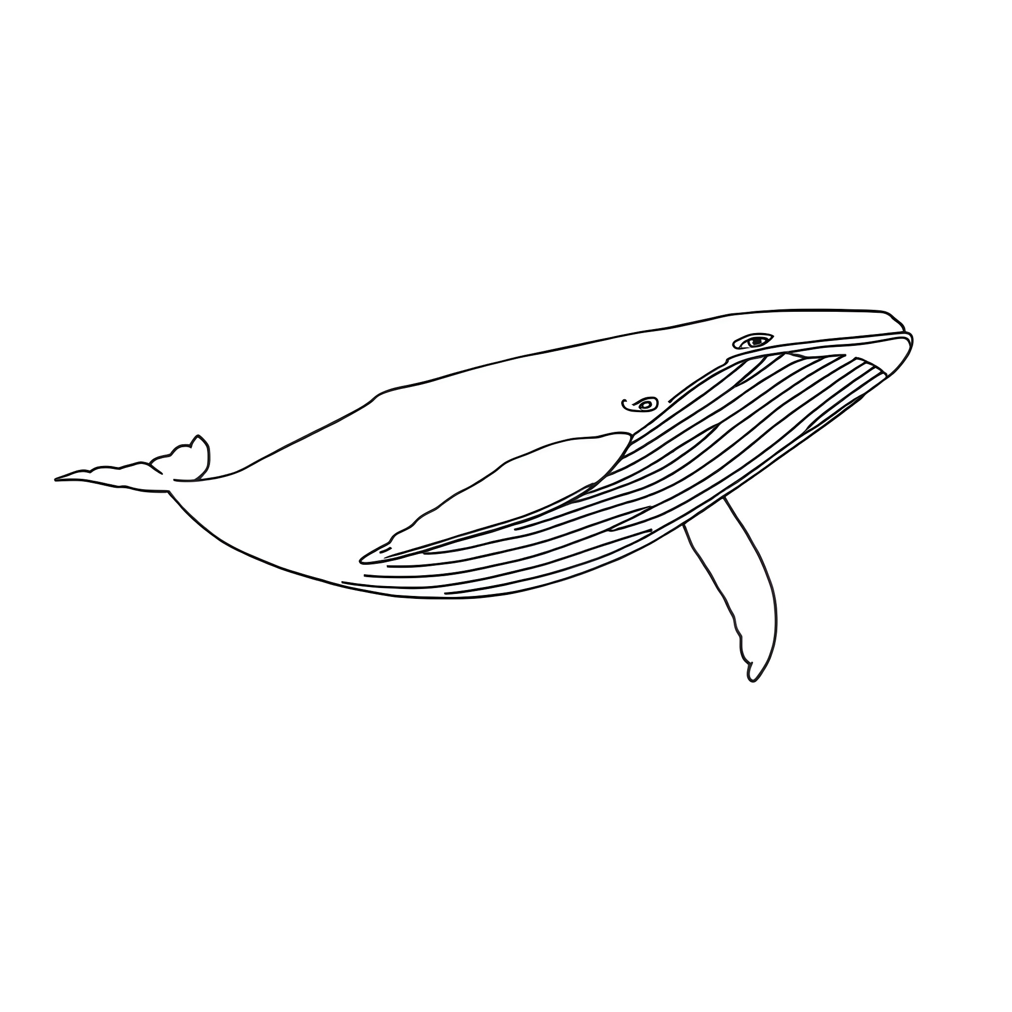 Whale swimming peacefully in the ocean Coloring Page (free black-and-white line drawing printable PDF for all, from beginners to advanced learners, including children, teens, adults, and seniors)