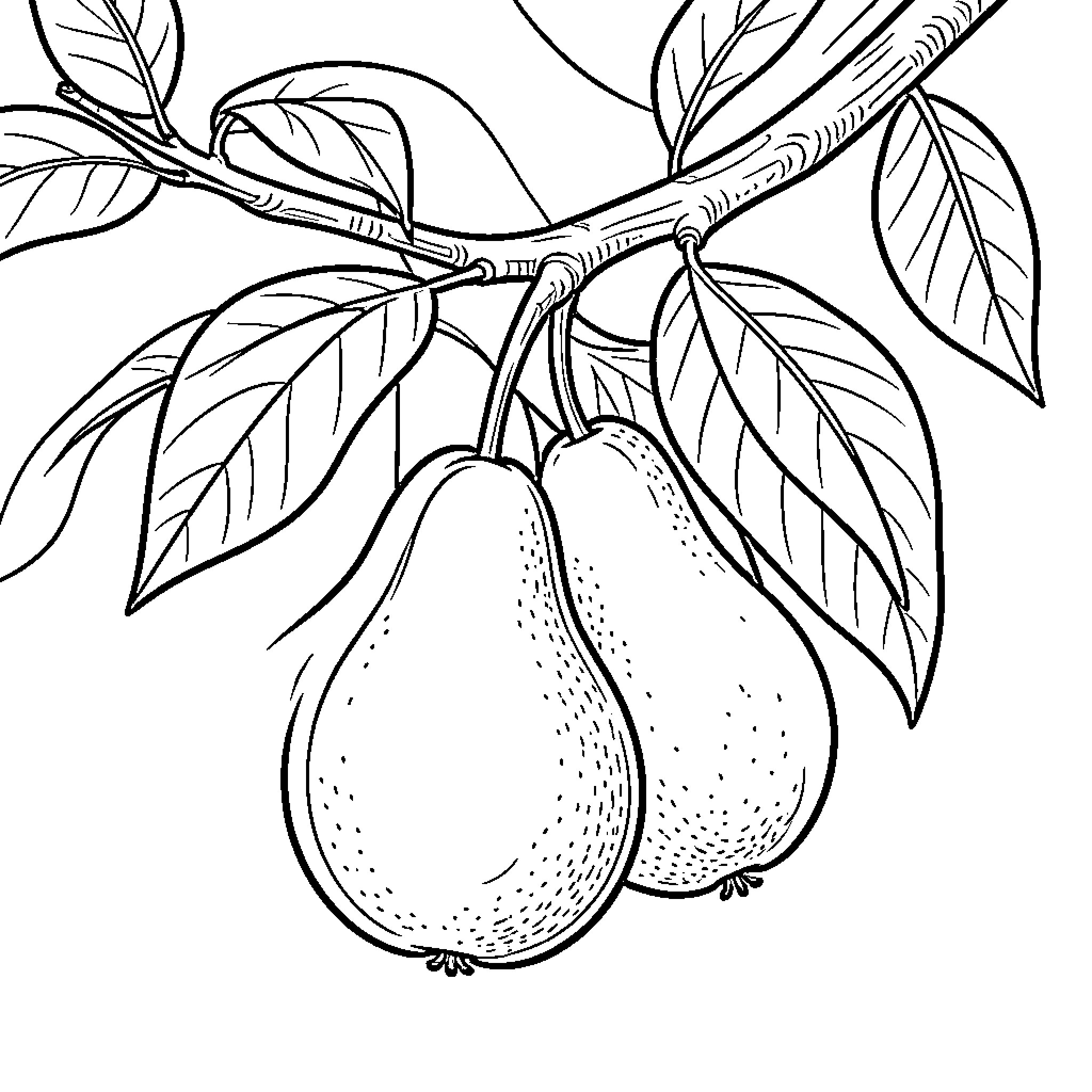 Pear hanging from a leafy branch Coloring Page (free black-and-white line drawing printable PDF for all, from beginners to advanced learners, including children, teens, adults, and seniors)