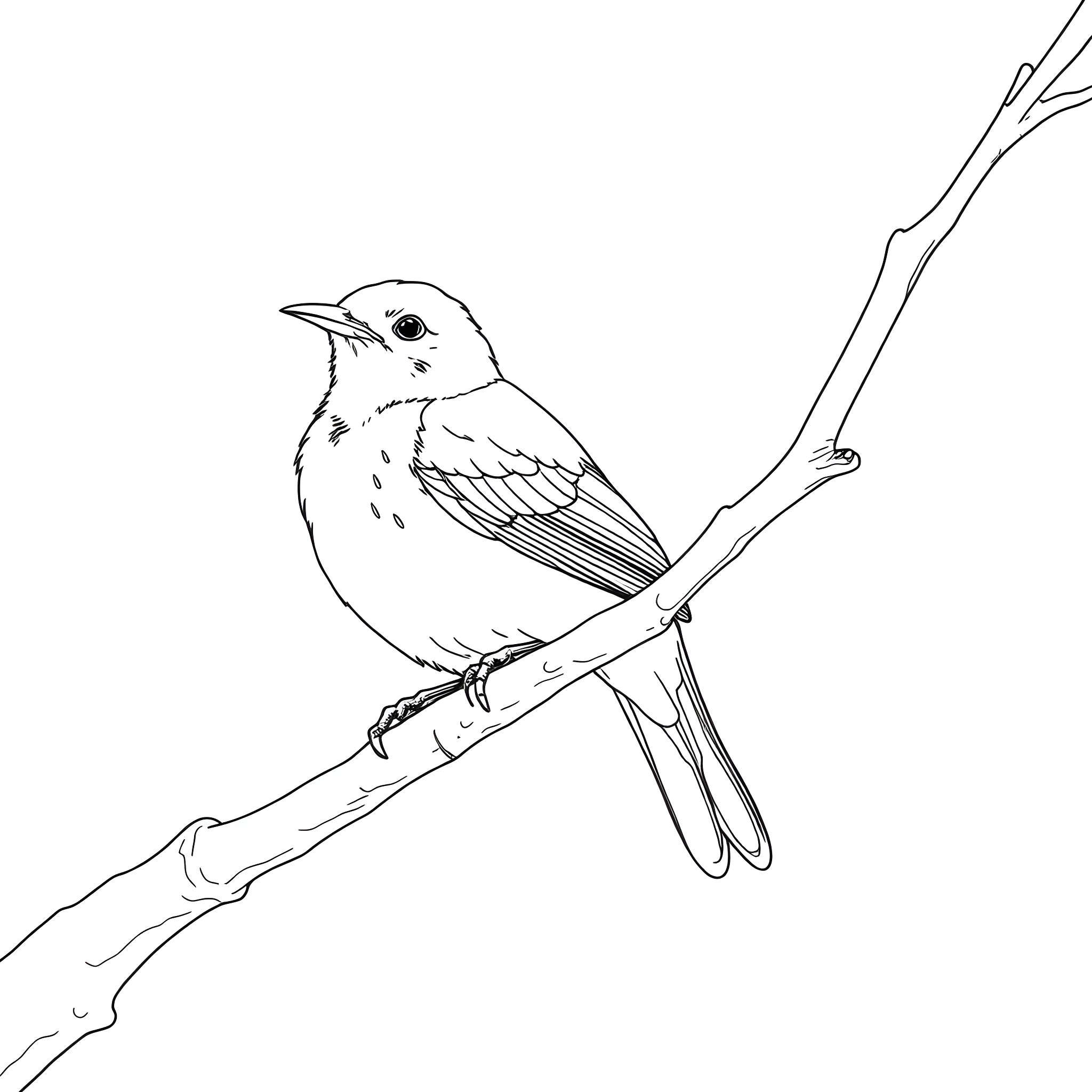 Honeycreeper perched on a branch Coloring Page (free black-and-white line drawing printable PDF for all, from beginners to advanced learners, including children, teens, adults, and seniors)