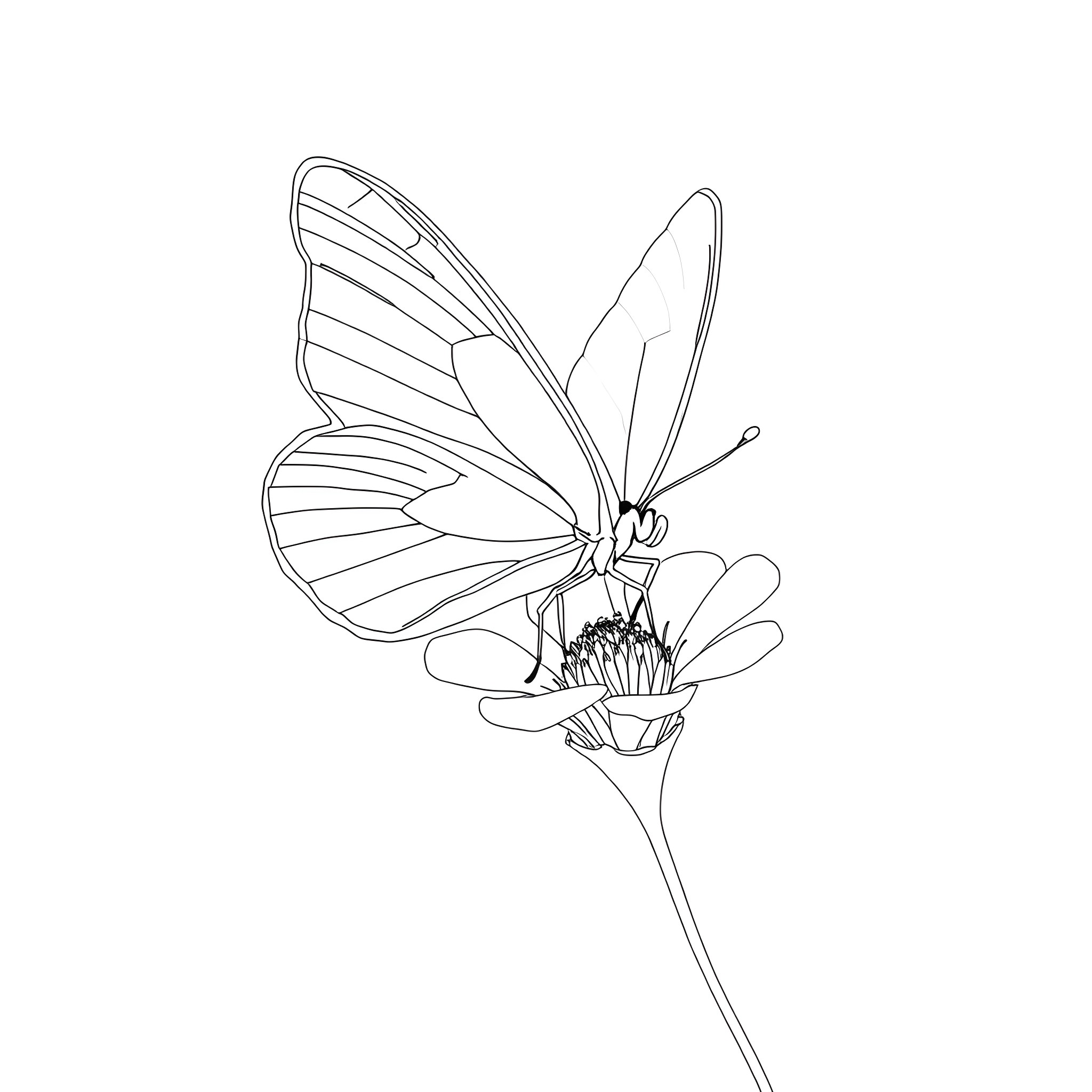 White Cloudless Sulphur butterfly resting on a flower Coloring Page (free black-and-white line drawing printable PDF for all, from beginners to advanced learners, including children, teens, adults, and seniors)