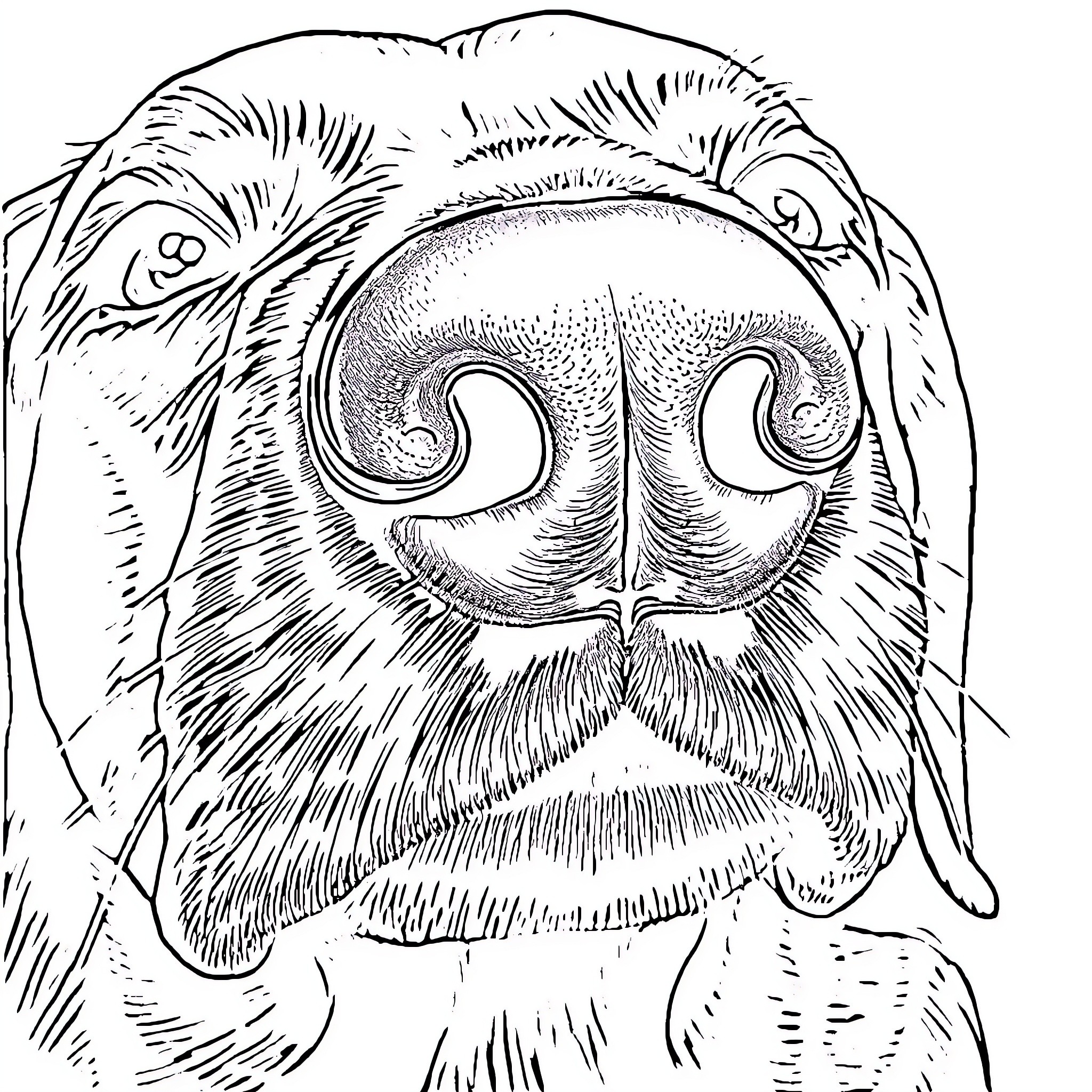 Dog Nose Closeup with Detailed Patterns Coloring Page (free black-and-white line drawing printable PDF for all, from beginners to advanced learners, including children, teens, adults, and seniors)