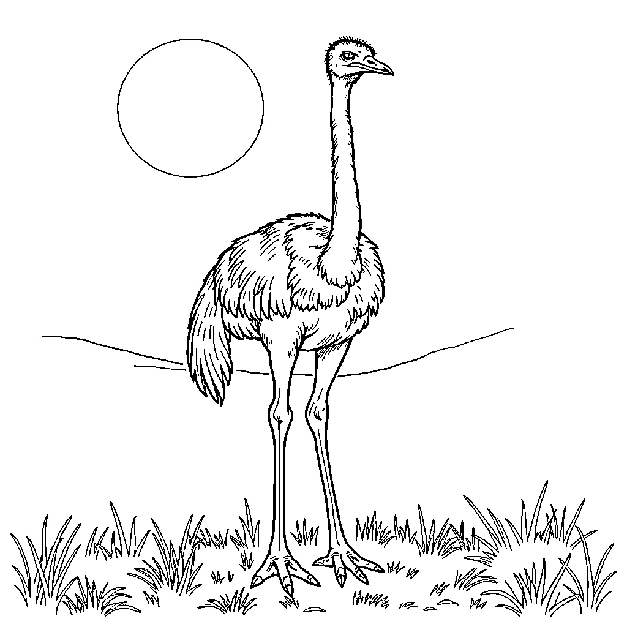 Ostrich standing tall in a grassy field Coloring Page (free black-and-white line drawing printable PDF for all, from beginners to advanced learners, including children, teens, adults, and seniors)