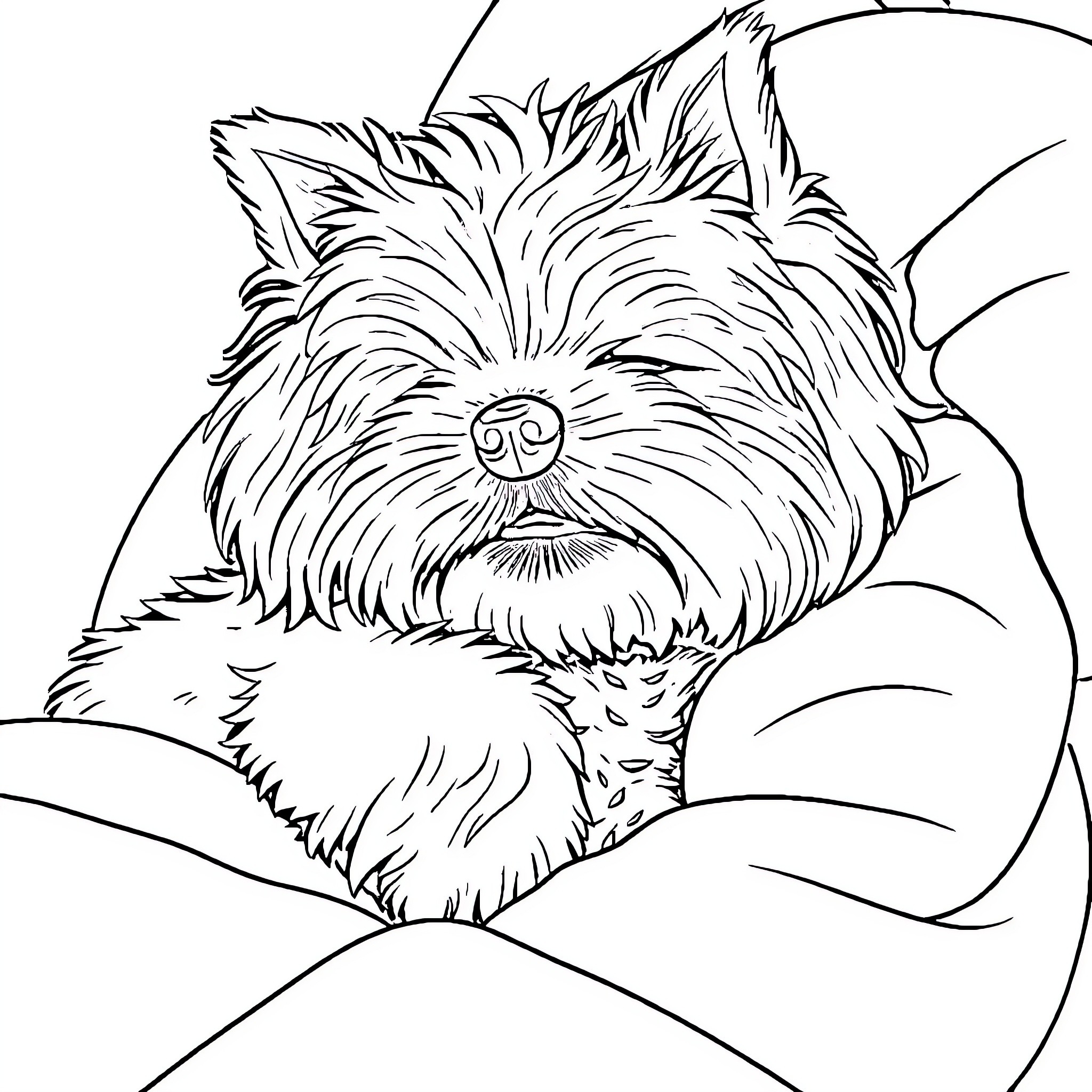 Maltese dog cuddled in cozy blanket Coloring Page (free black-and-white line drawing printable PDF for all, from beginners to advanced learners, including children, teens, adults, and seniors)