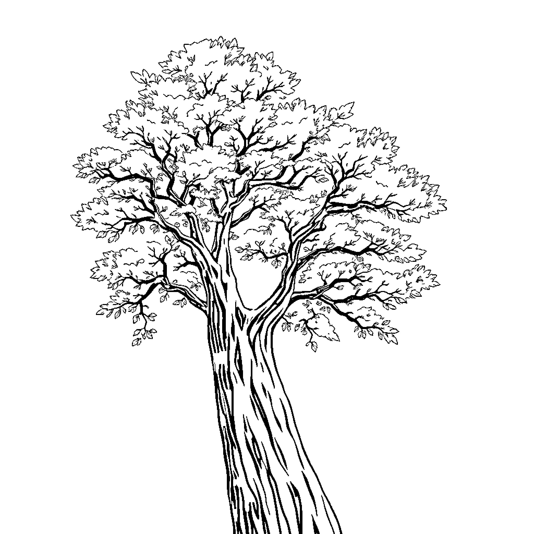Tree with Intricate Branches and Leaves Coloring Page (free black-and-white line drawing printable PDF for all, from beginners to advanced learners, including children, teens, adults, and seniors)