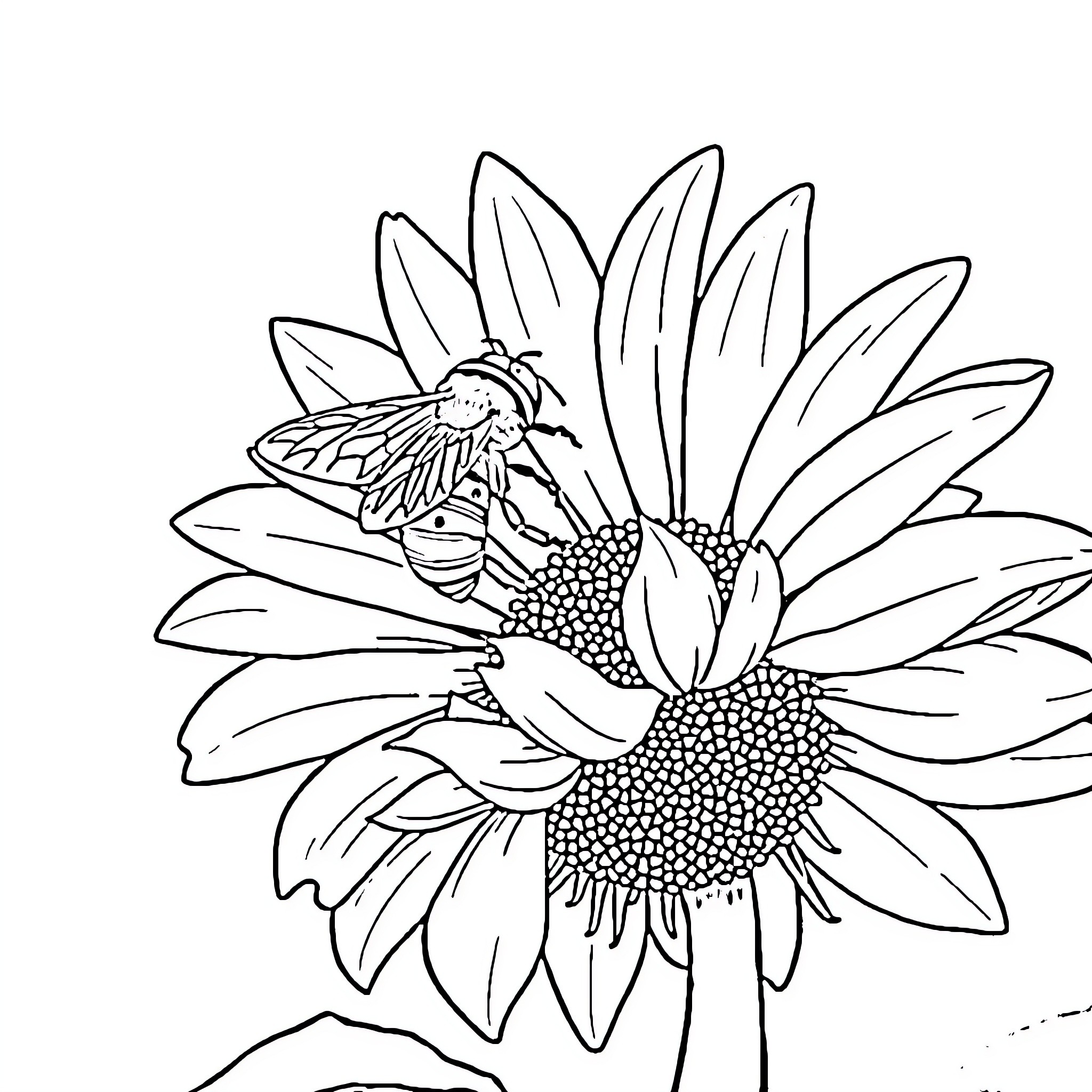 Bee landing on sunflower Coloring Page (free black-and-white line drawing printable PDF for all, from beginners to advanced learners, including children, teens, adults, and seniors)