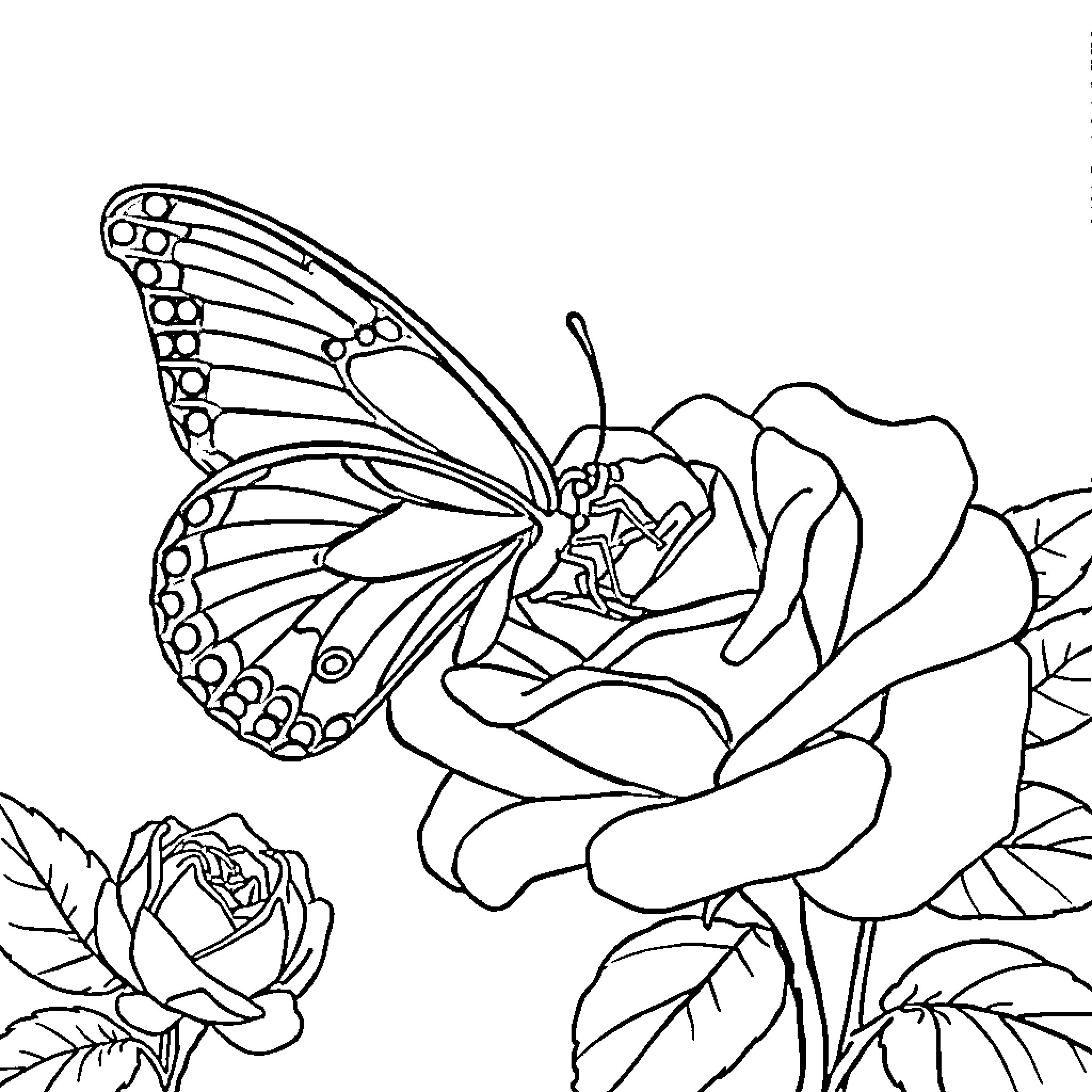 Butterfly resting on a detailed rose Coloring Page (free black-and-white line drawing printable PDF for all, from beginners to advanced learners, including children, teens, adults, and seniors)