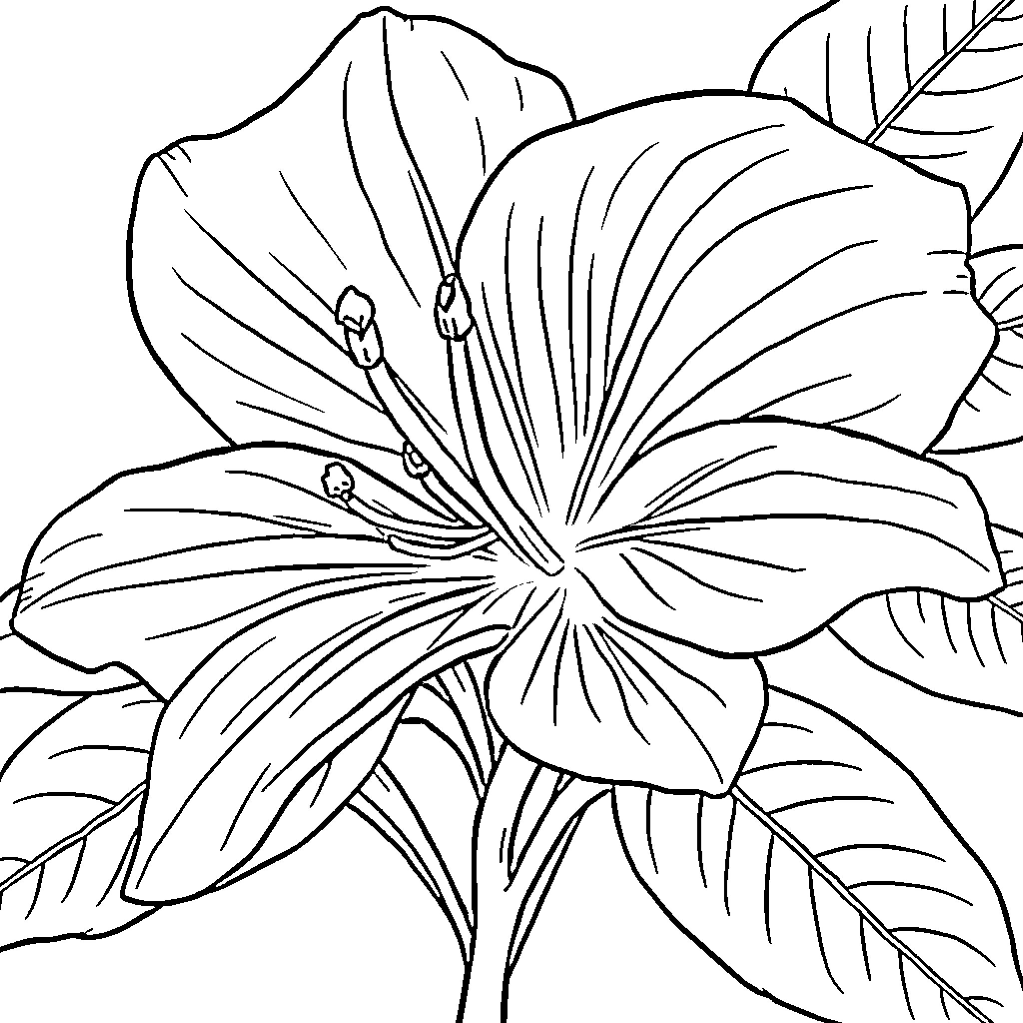 Rose blooming with delicate petals and leaves Coloring Page (free black-and-white line drawing printable PDF for all, from beginners to advanced learners, including children, teens, adults, and seniors)