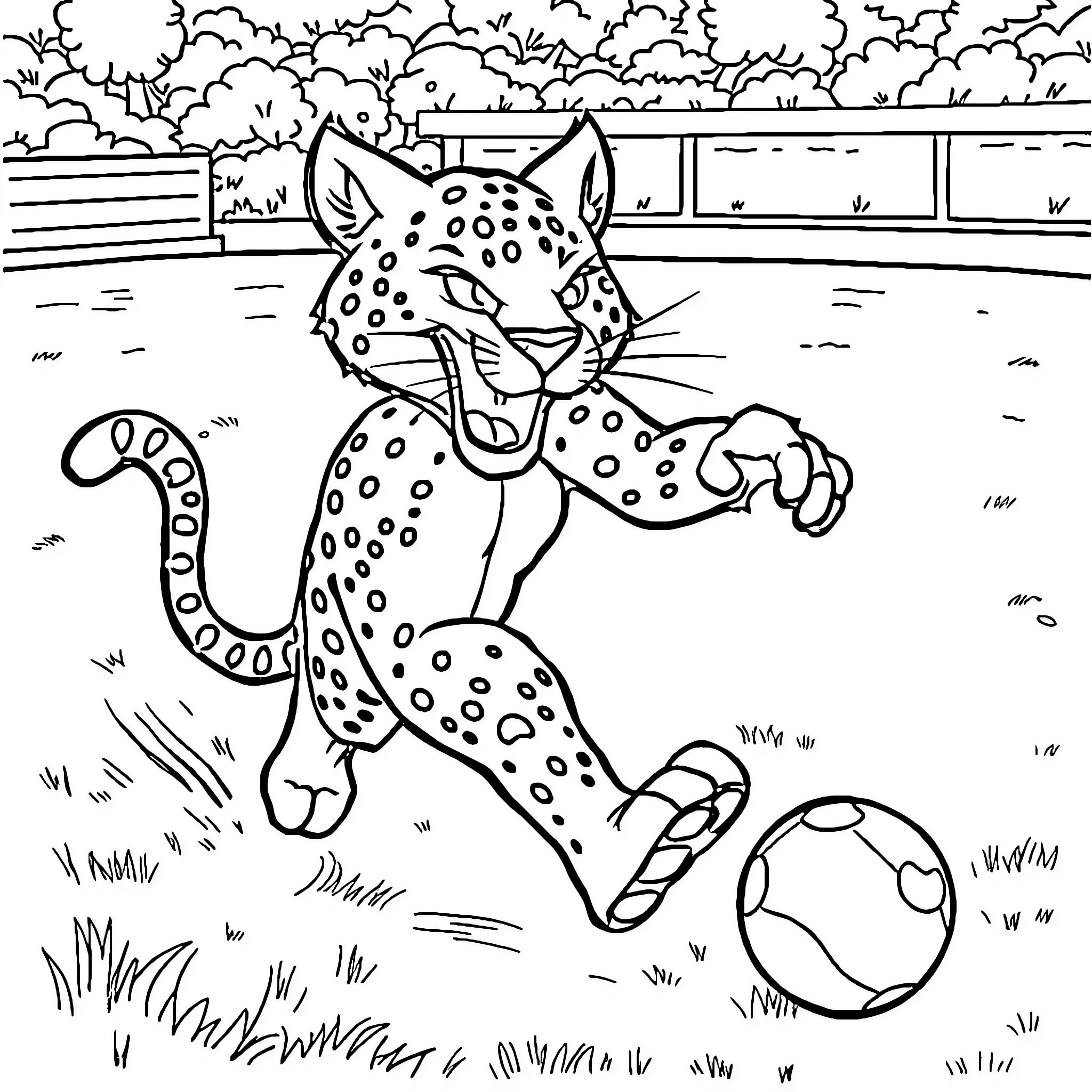 Cougar playing with a ball in the park Coloring Page (free black-and-white line drawing printable PDF for all, from beginners to advanced learners, including children, teens, adults, and seniors)