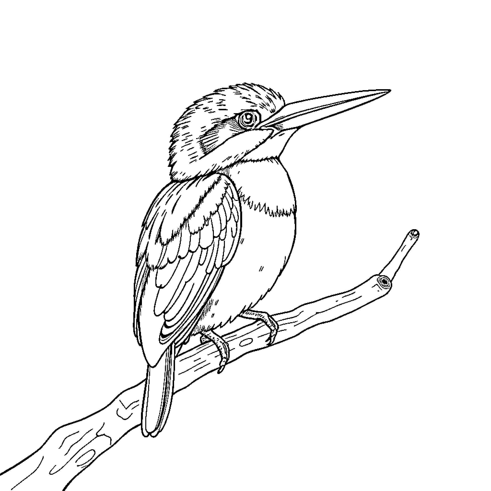 Kingfisher perched on a branch Coloring Page (free black-and-white line drawing printable PDF for all, from beginners to advanced learners, including children, teens, adults, and seniors)