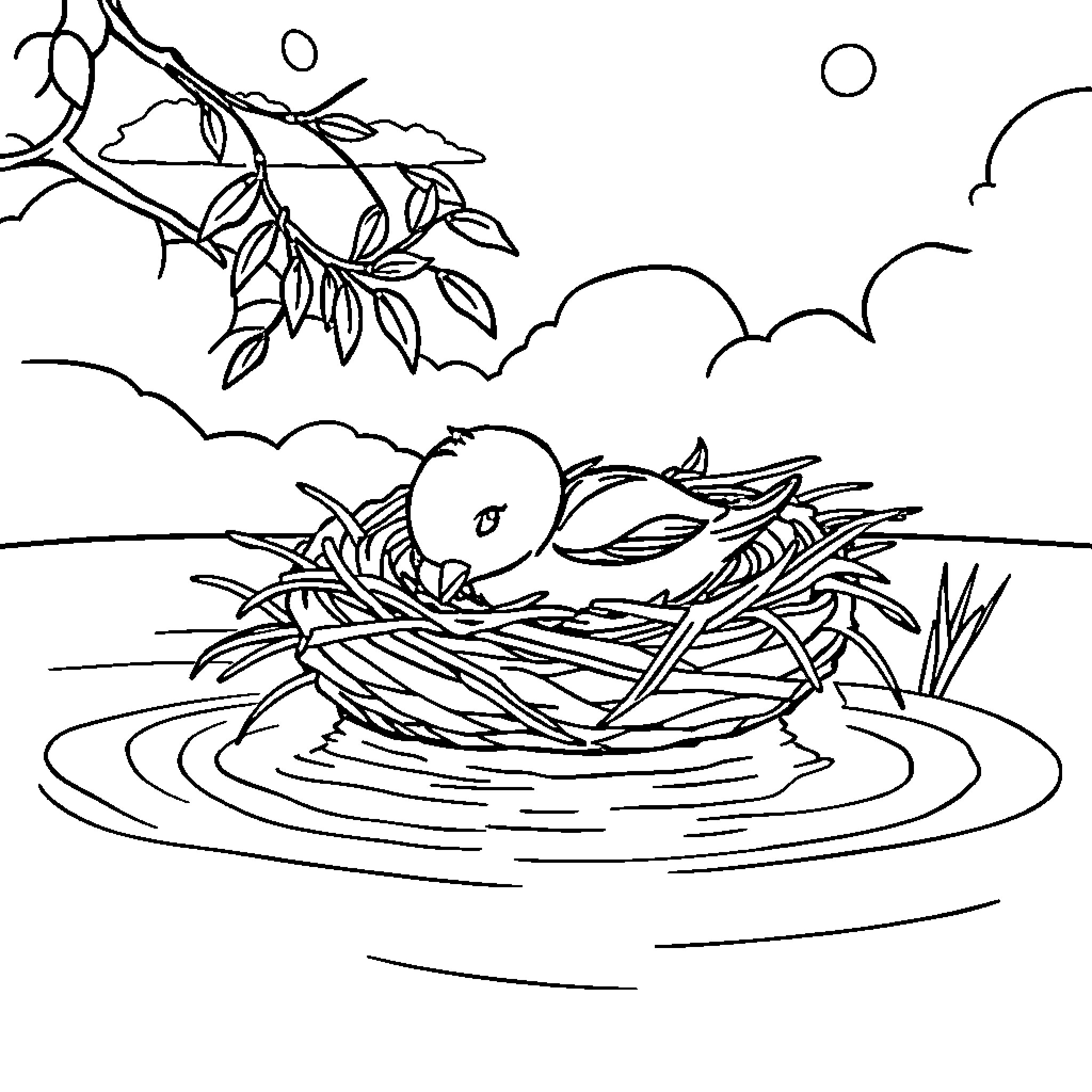 Baby bird in its nest on the pond Coloring Page (free black-and-white line drawing printable PDF for all, from beginners to advanced learners, including children, teens, adults, and seniors)