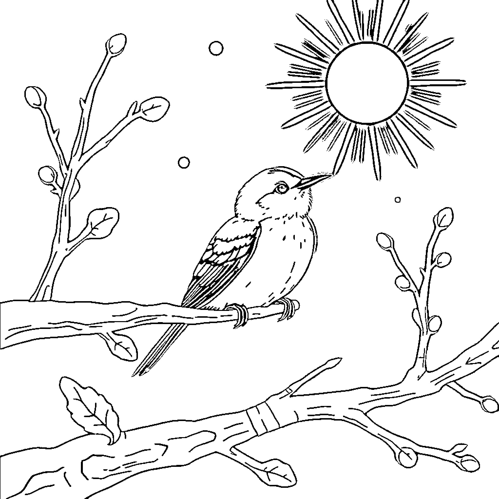 Chouette bird perching on branch in sunny landscape Coloring Page (free black-and-white line drawing printable PDF for all, from beginners to advanced learners, including children, teens, adults, and seniors)