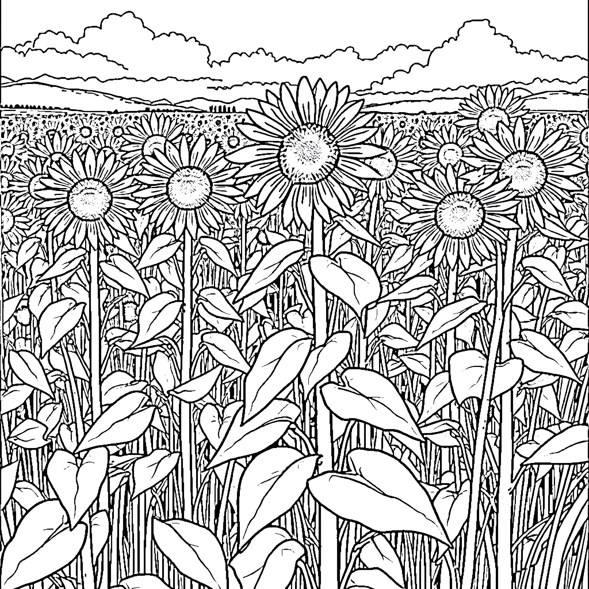Sunflower field in full bloom Coloring Page (free black-and-white line drawing printable PDF for all, from beginners to advanced learners, including children, teens, adults, and seniors)