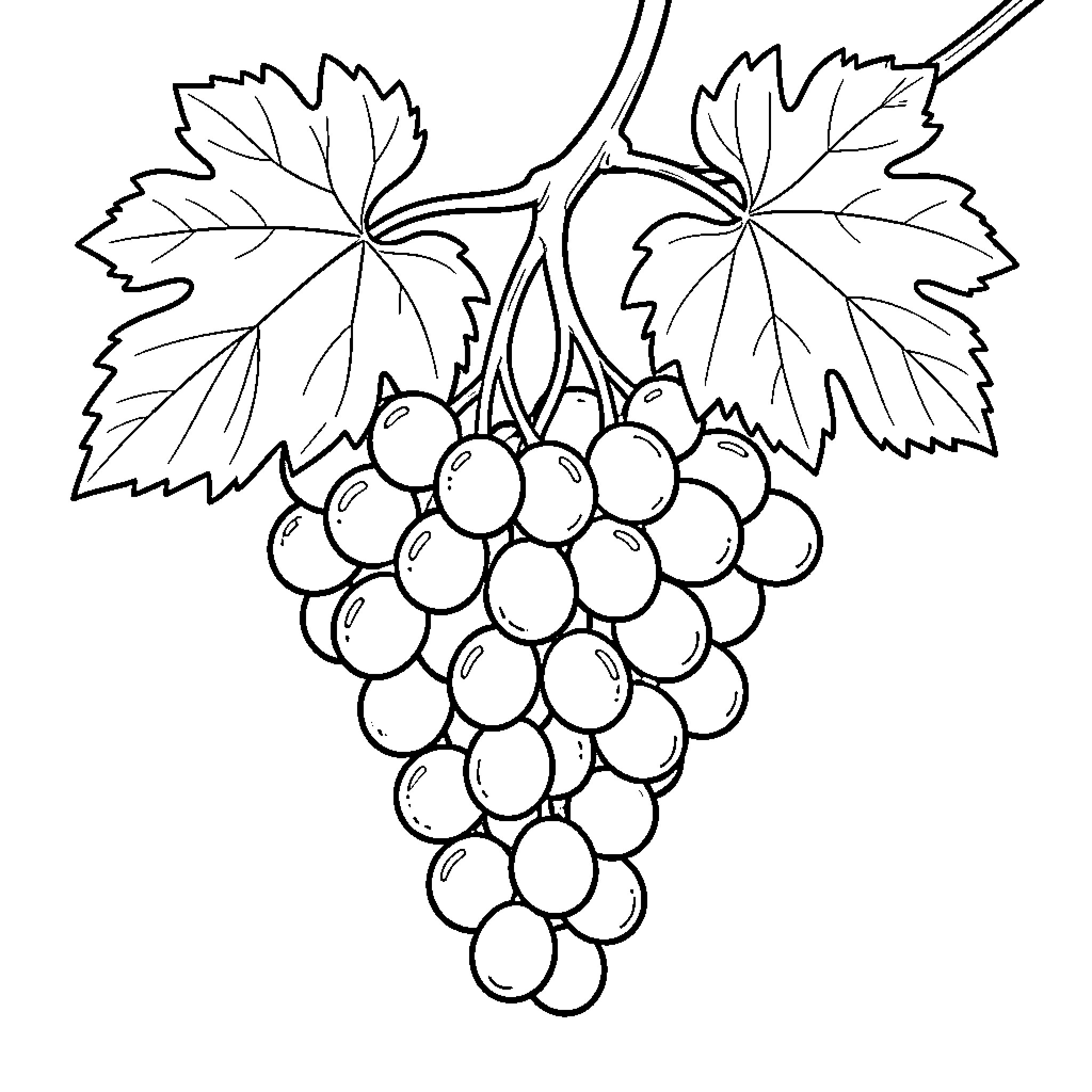 Grape bunch hanging from a vine with leaves Coloring Page (free black-and-white line drawing printable PDF for all, from beginners to advanced learners, including children, teens, adults, and seniors)