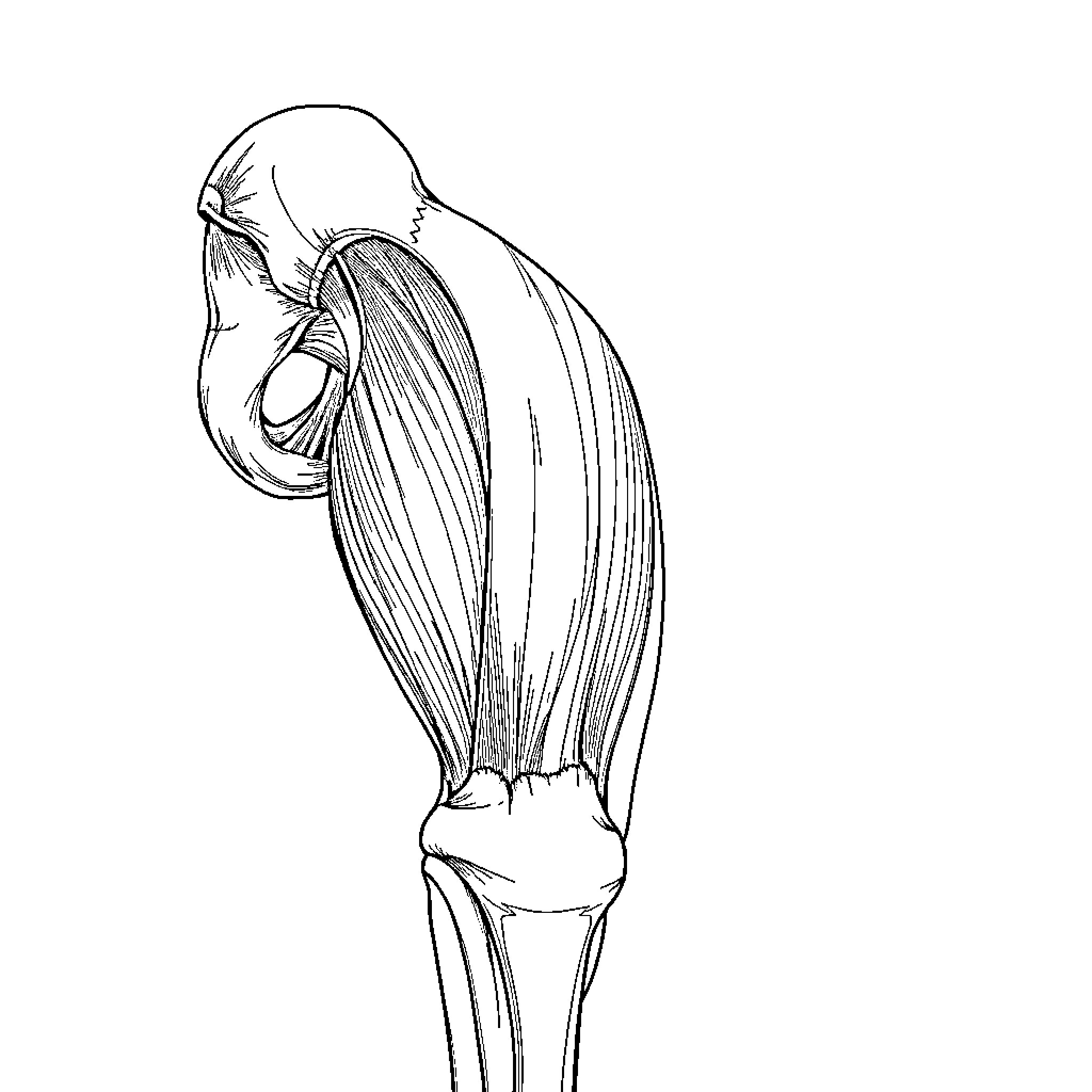 Muscle Anatomy of Human Knee Joint Coloring Page (free black-and-white line drawing printable PDF for all, from beginners to advanced learners, including children, teens, adults, and seniors)