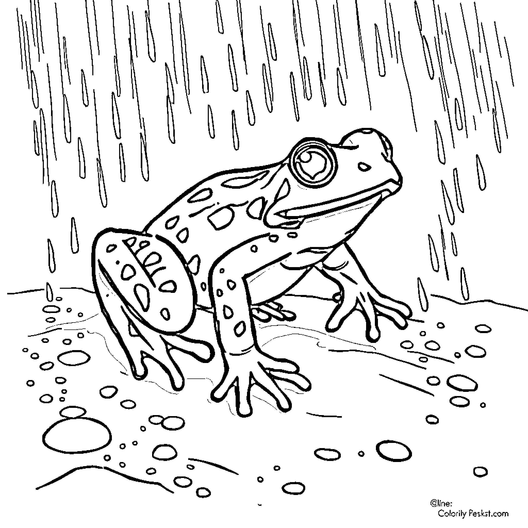 Frog sheltering from the rain Coloring Page (free black-and-white line drawing printable PDF for all, from beginners to advanced learners, including children, teens, adults, and seniors)