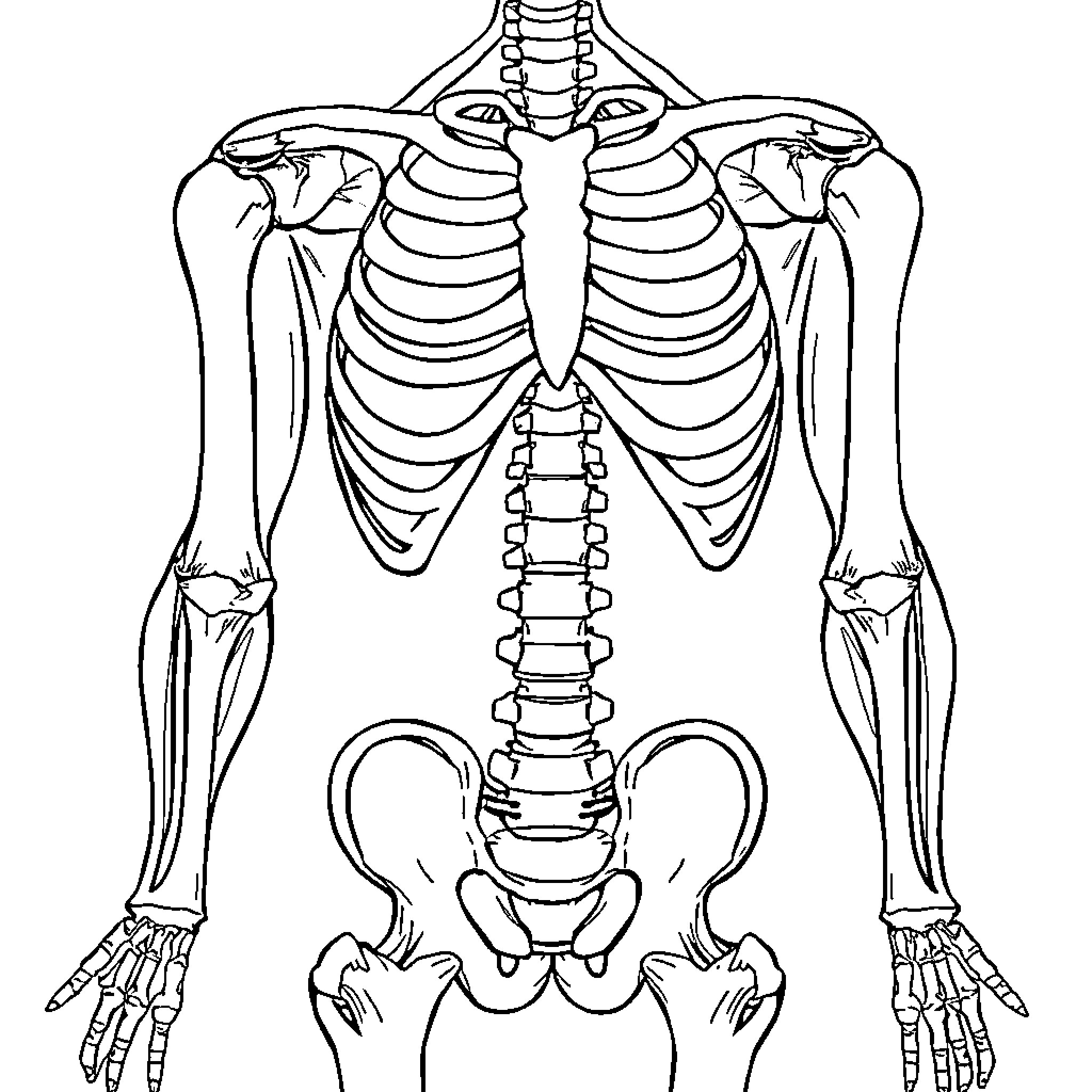 Muscle Anatomy of the Human Skeletal System Coloring Page (free black-and-white line drawing printable PDF for all, from beginners to advanced learners, including children, teens, adults, and seniors)