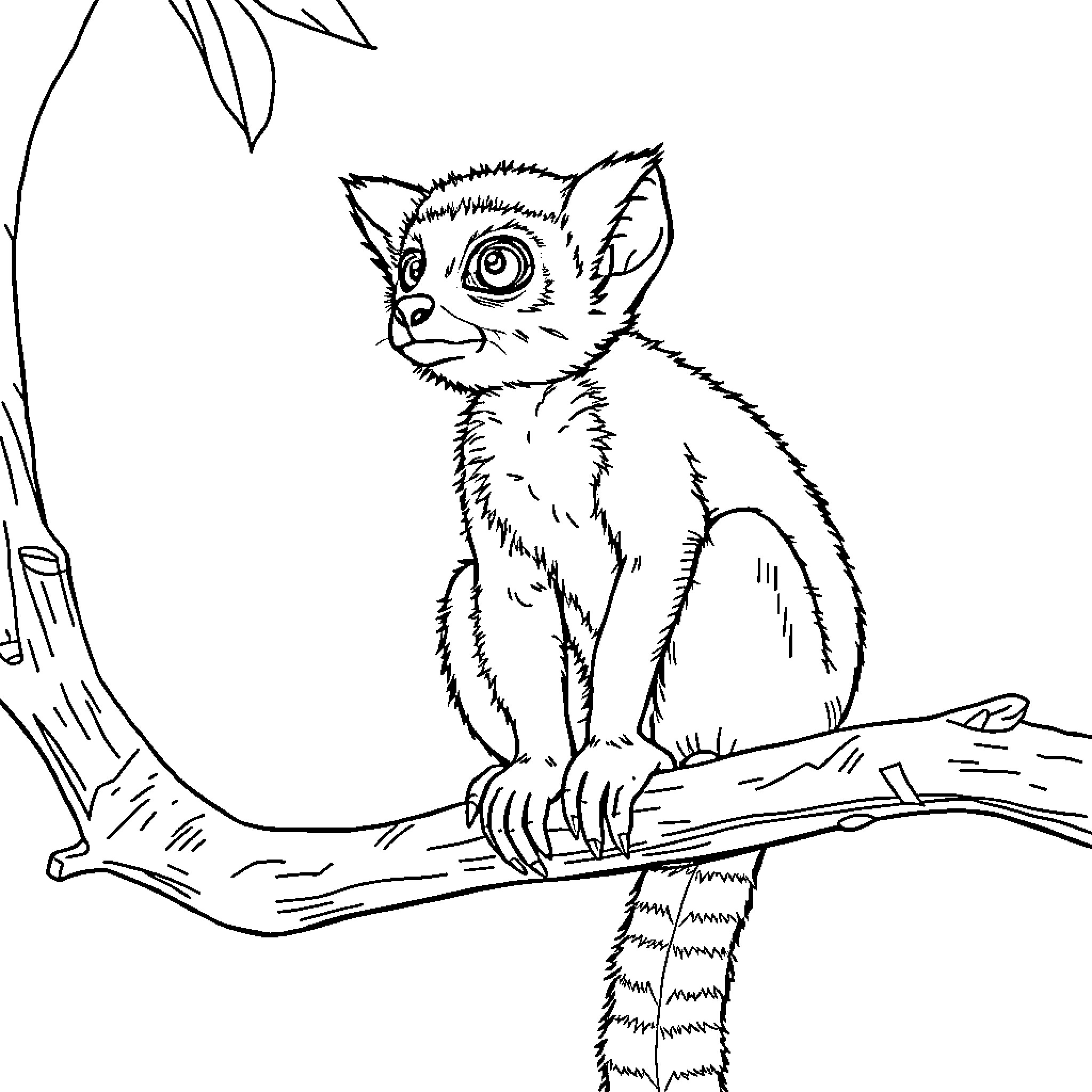 Lemur Sitting Curiously on Tree Branch Coloring Page (free black-and-white line drawing printable PDF for all, from beginners to advanced learners, including children, teens, adults, and seniors)